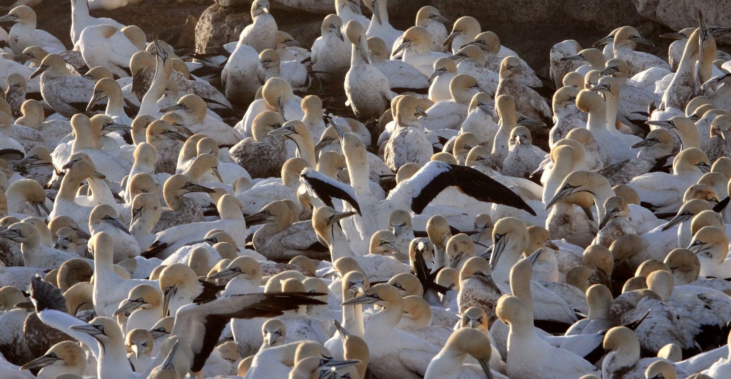 Cape gannet (Morus capensis) Lambert's Bay South Africa (108).JPG