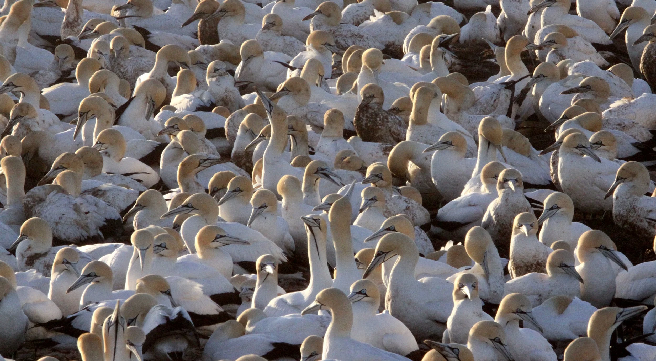 Cape gannet (Morus capensis) Lambert's Bay South Africa (109).JPG