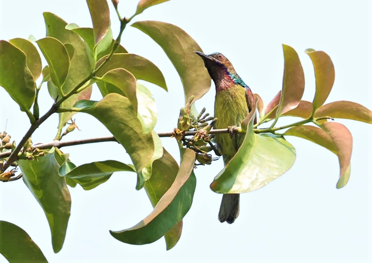 SUNBIRD - BROWN-THROATED SUNBIRD - Anthreptes malacensis - KRUNG CHING, KHAO LUANG NP NST, APRIL 2022 (6).jpg