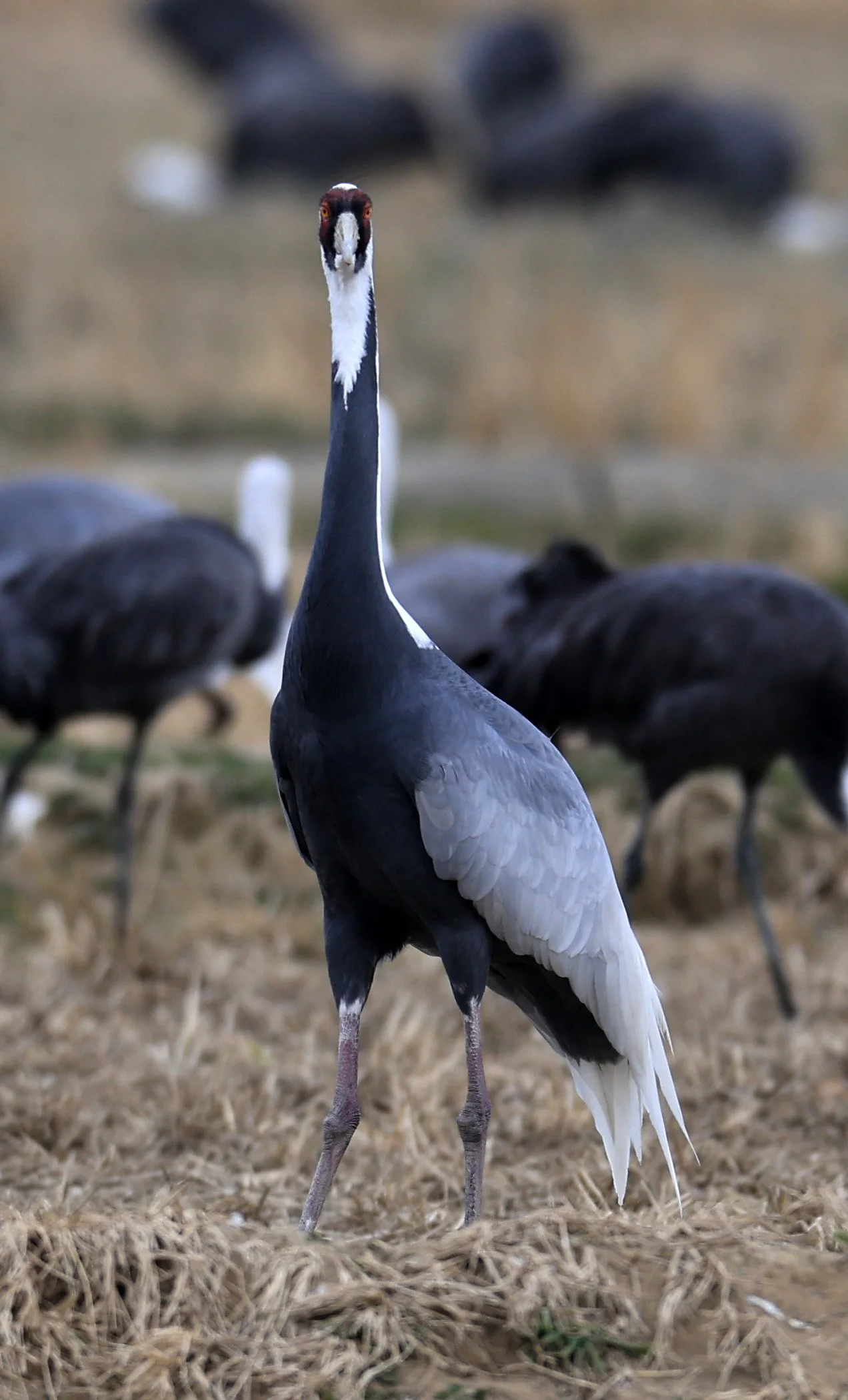 White-naped Crane (Antigone vipio) Izumi Crane Park & Center, Izumi Kagoshima Kyushu Japan (490).jpg