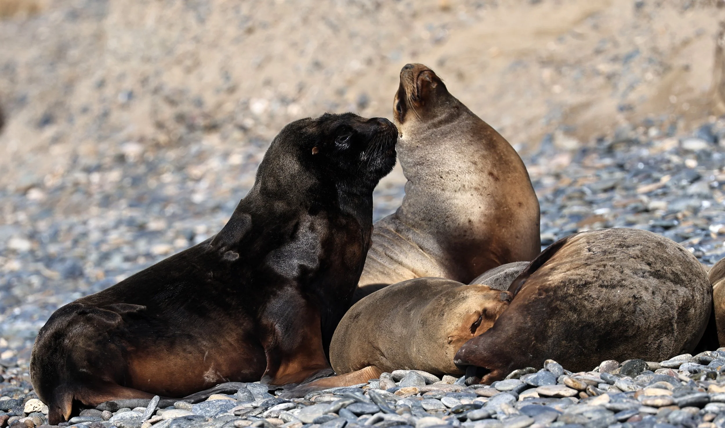 South American Sea Lion (Otaria flavescens) Puerto Rawson Argentina (46).jpg