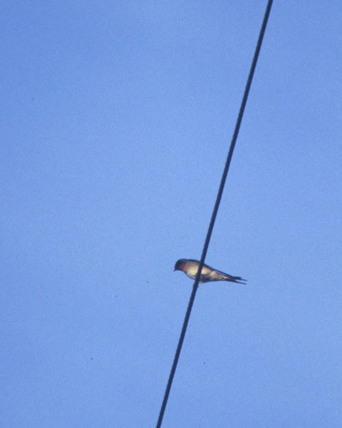 BIRD - SWALLOW - BARN SWALLOW - DAINTREE RAINFOREST.jpg