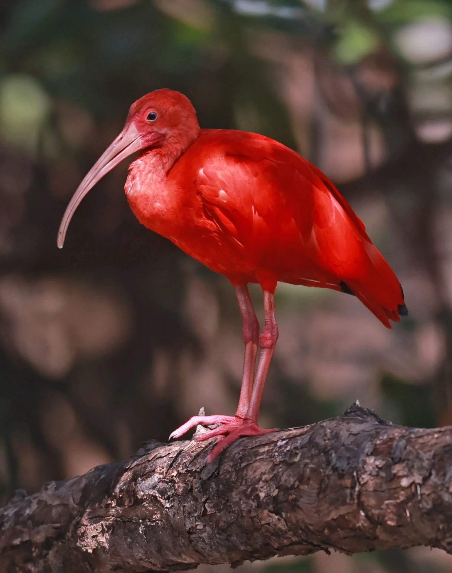 Ibis - Scarlet Ibis - Eudocimus ruber - 29 Songkaow Cafe, Chachoengsao Thailand (272).jpg