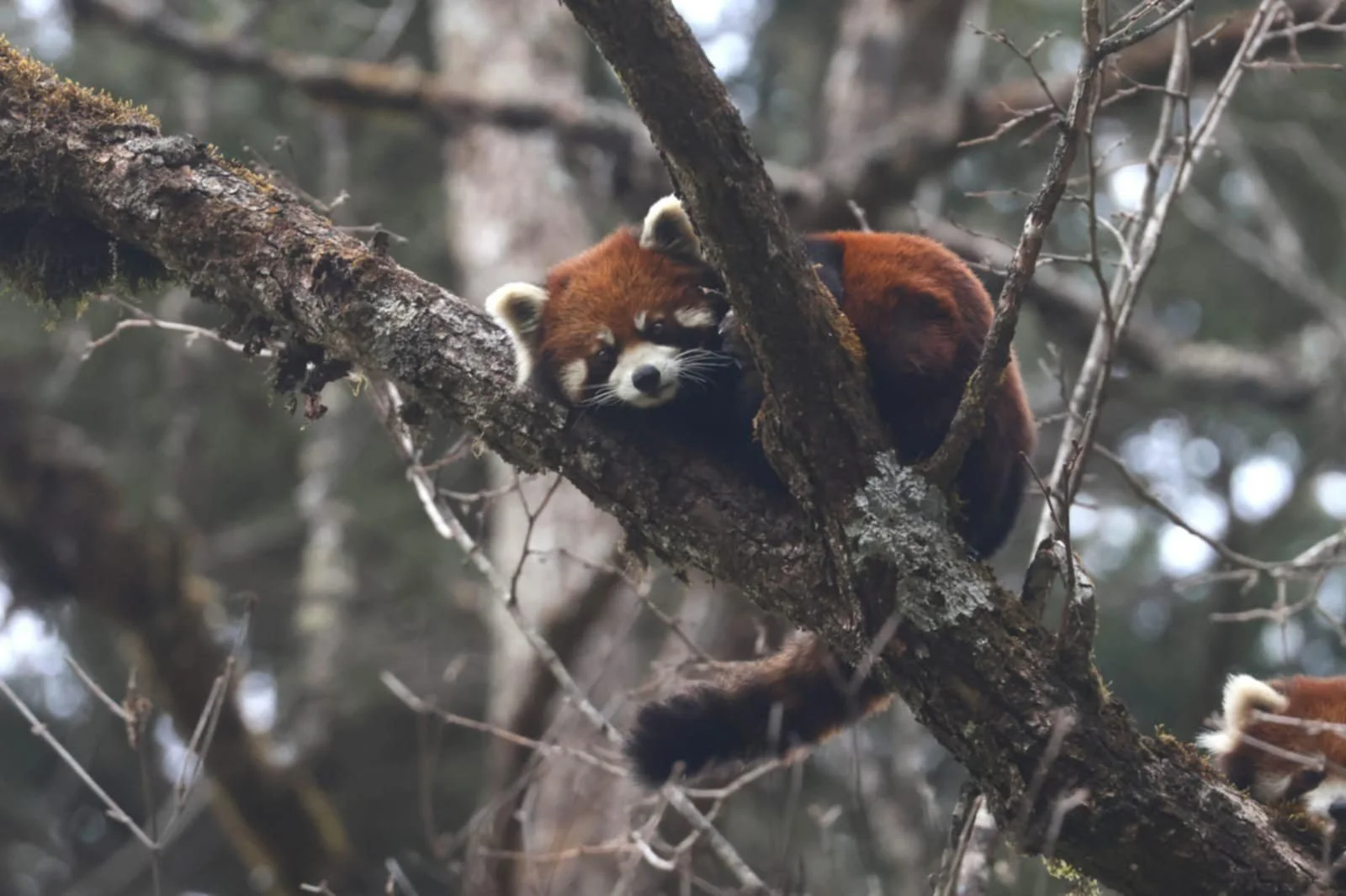 Fantastic images of Red Pandas the day after Jojn and I left the group to return to Bangkok by Charley Hesse