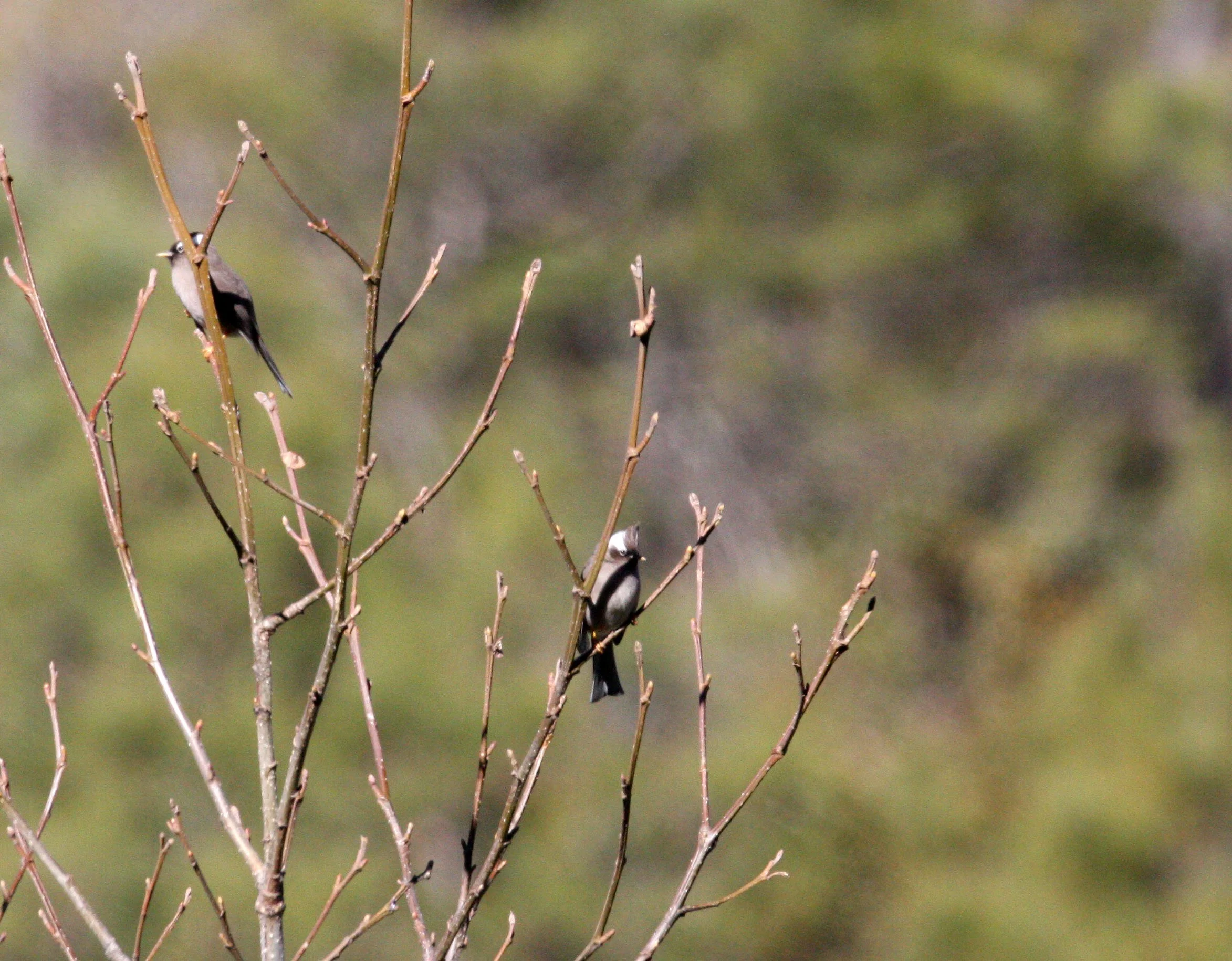 White-collared Yuhina (Parayuhina diademata) Lijiang Region, Yunnan China (1).JPG