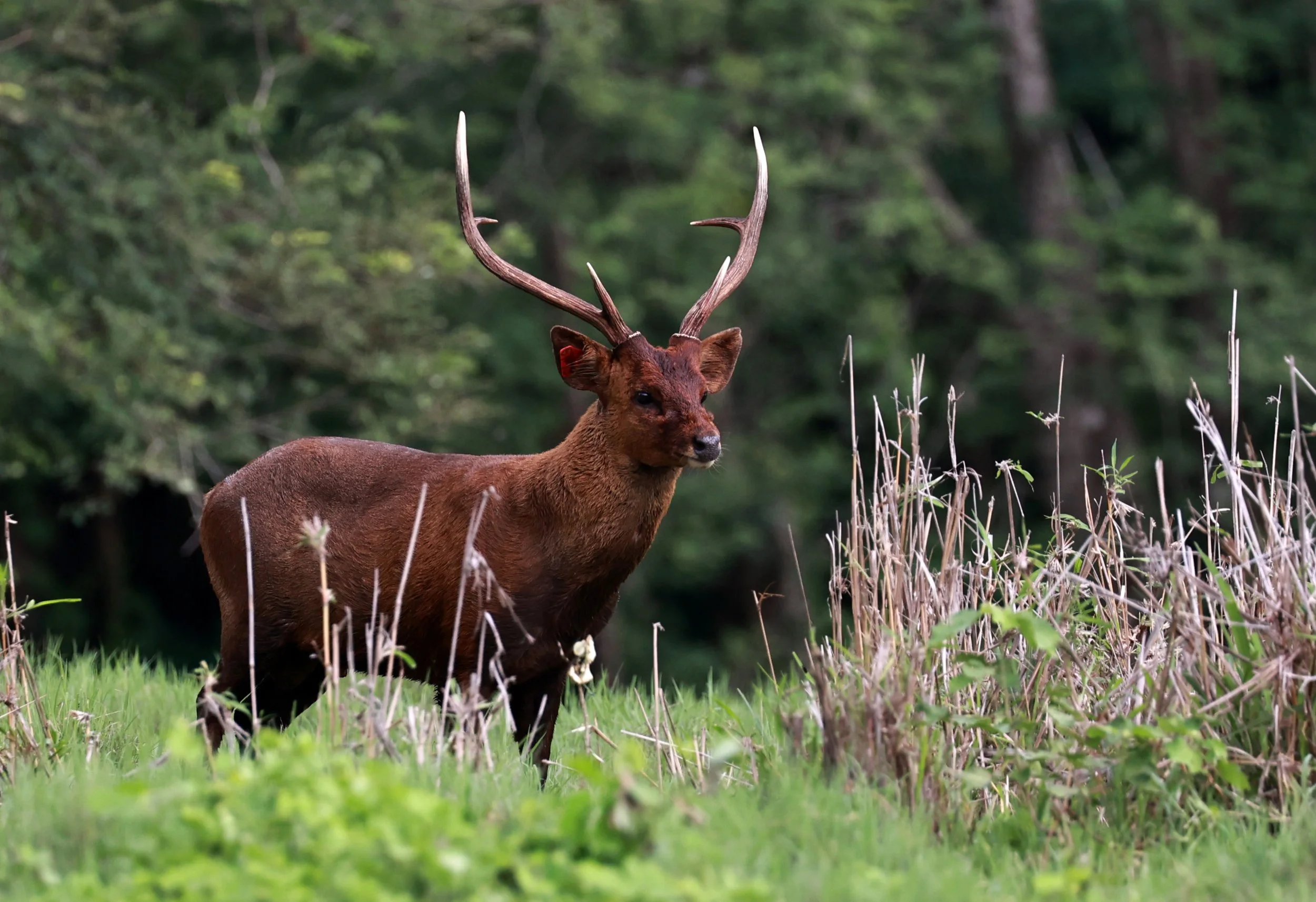 Axis annamiticus - Indochinese Hog Deer - Huai Kha Khaeng Wildlife Sanctuary June 2024 (25).jpg