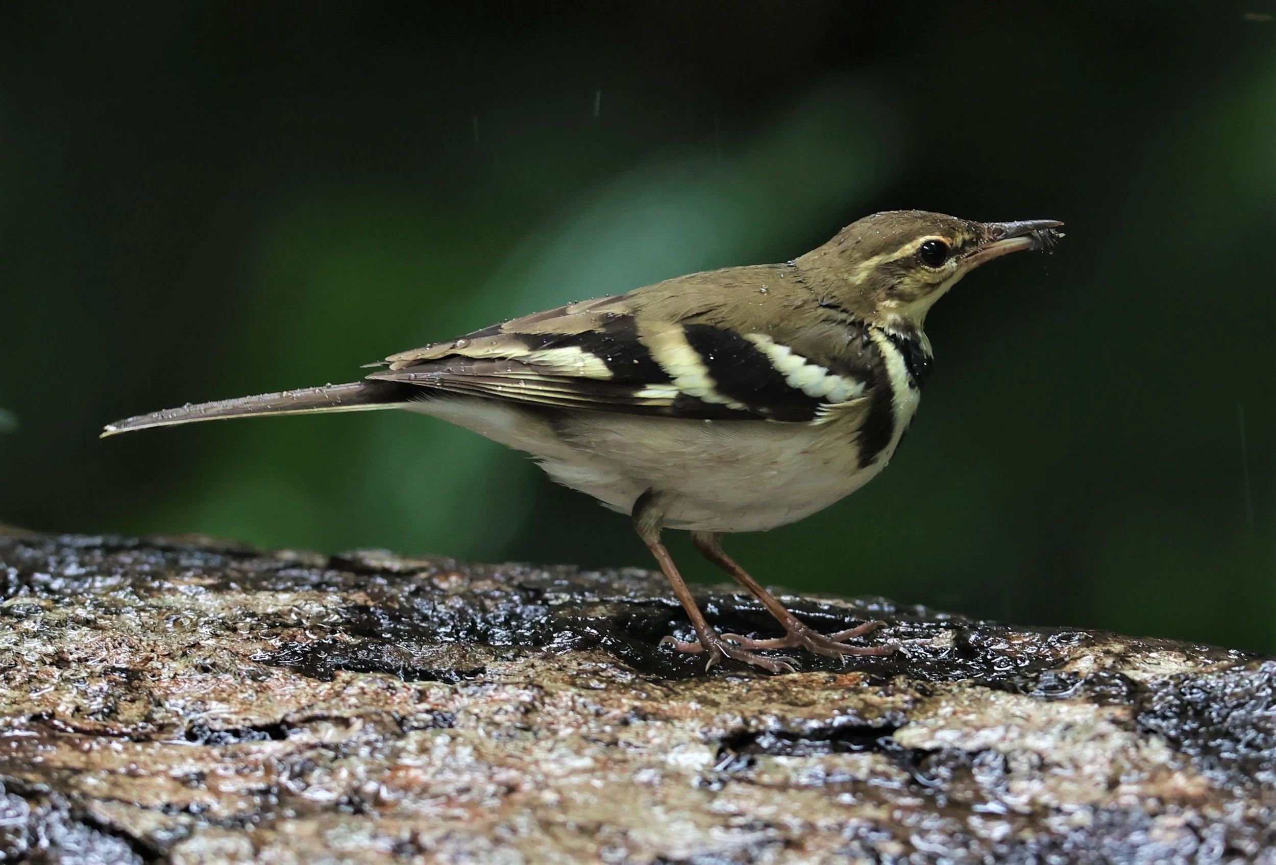 FOREST WAGTAIL - Dendronanthus indicus -KAENG KRACHAN NATIONAL PARK 16 OCT 2021 (43).jpg
