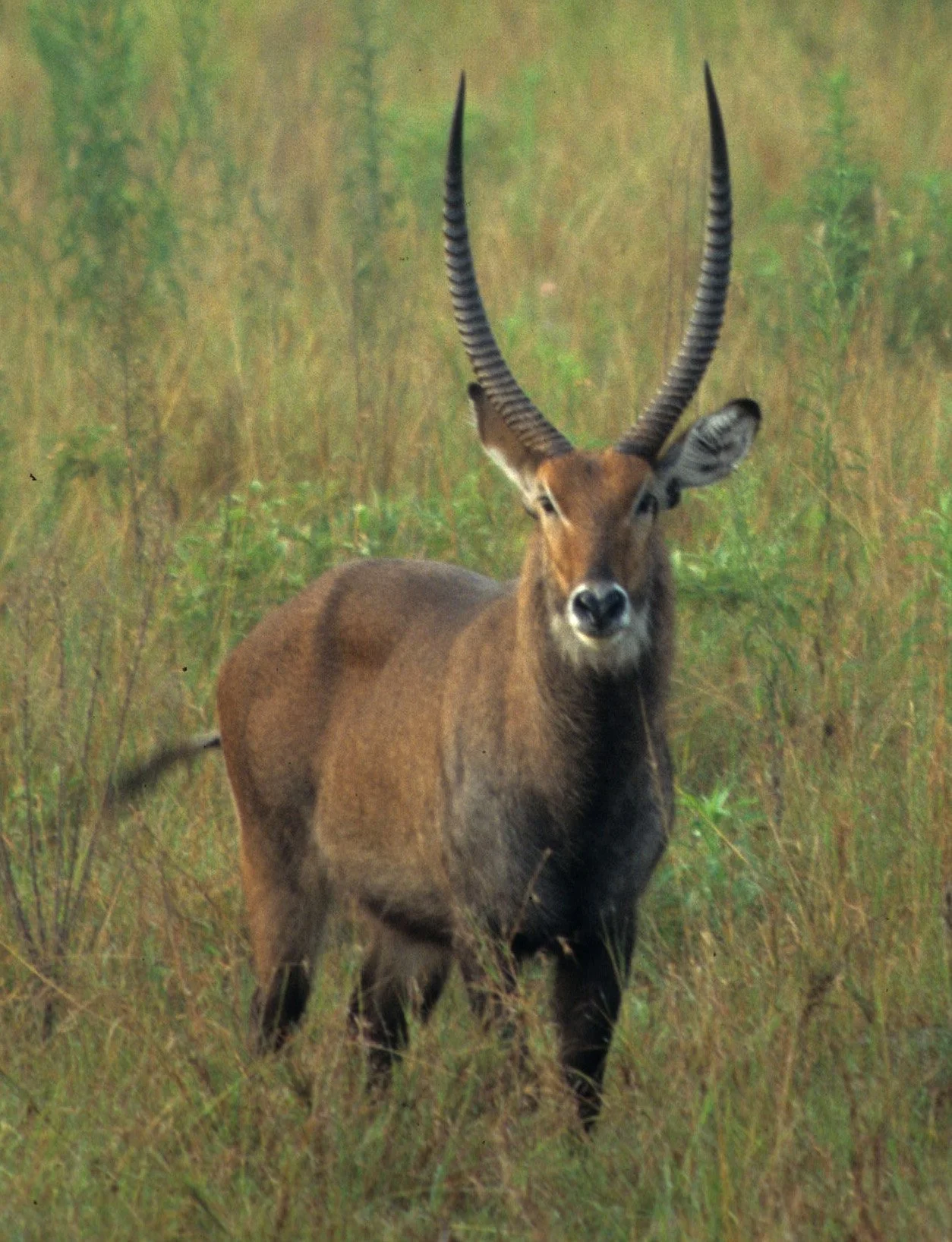BOVID - WATERBUCK - DEFASSA - UGANDA (11).jpg