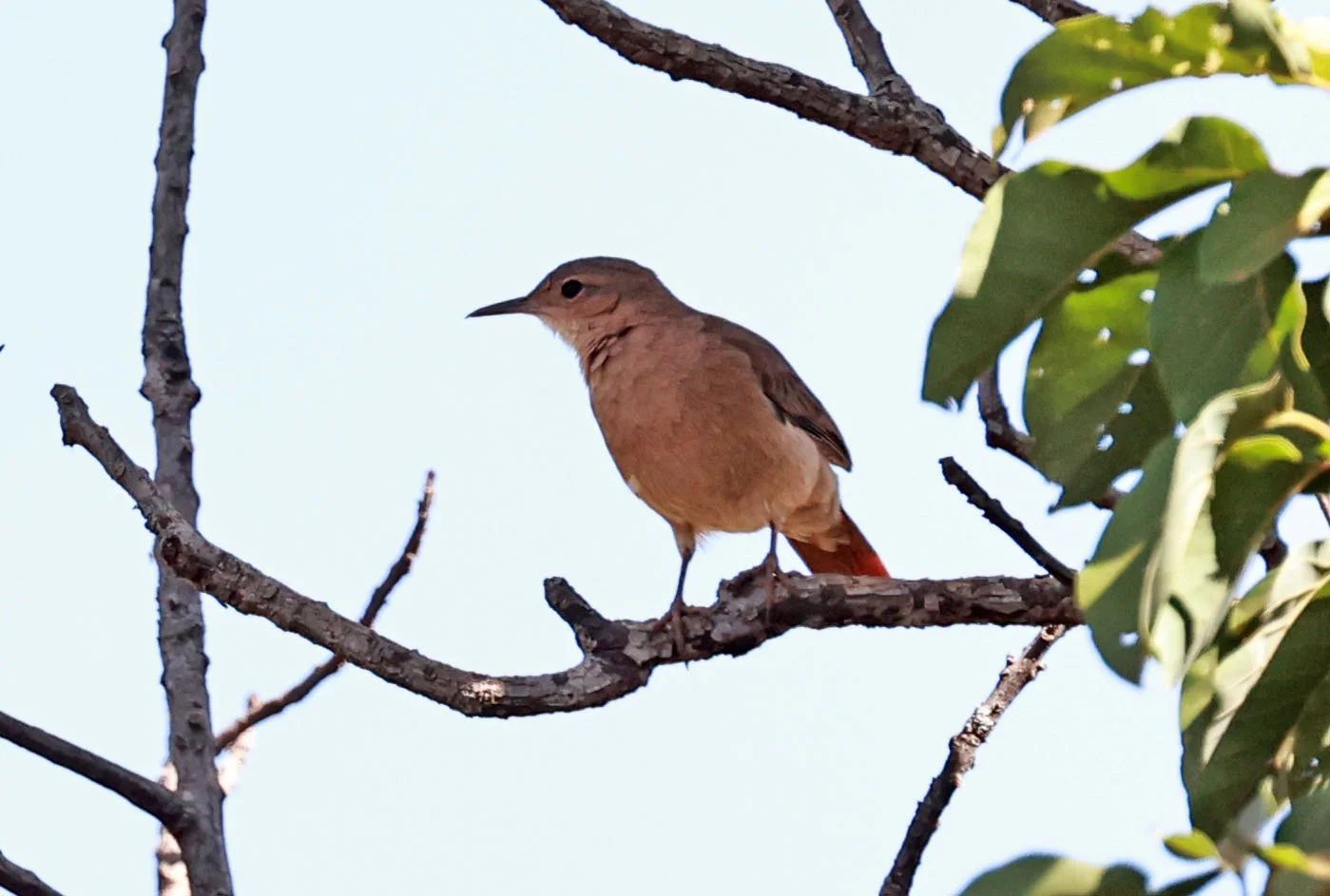 Hornero - Rufous Hornero - Furnarius rufus - Emas National Park, Goias Brazil (3).jpg