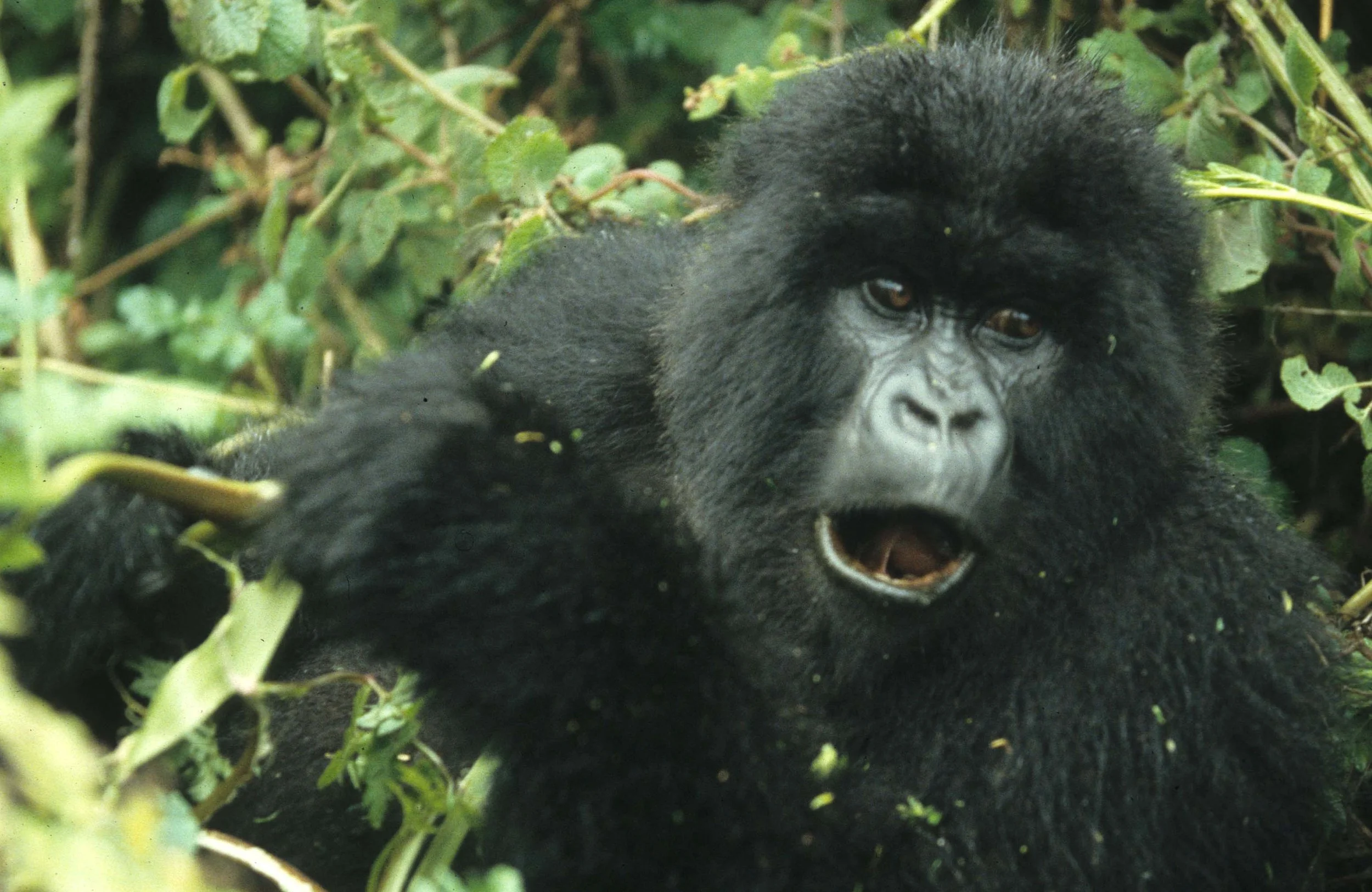 PRIMATE - GORILLA-RWANDA PARC DU VULCANS (62).jpg
