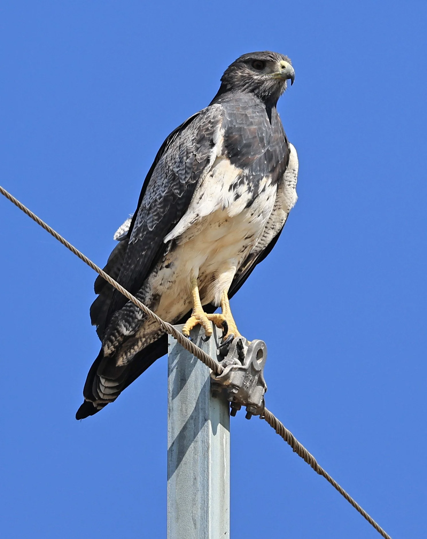 Black-chested buzzard-eagle (Geranoaetus melanoleucus) Chaco Lodge & Laguna Salada Paraguay (17).jpg
