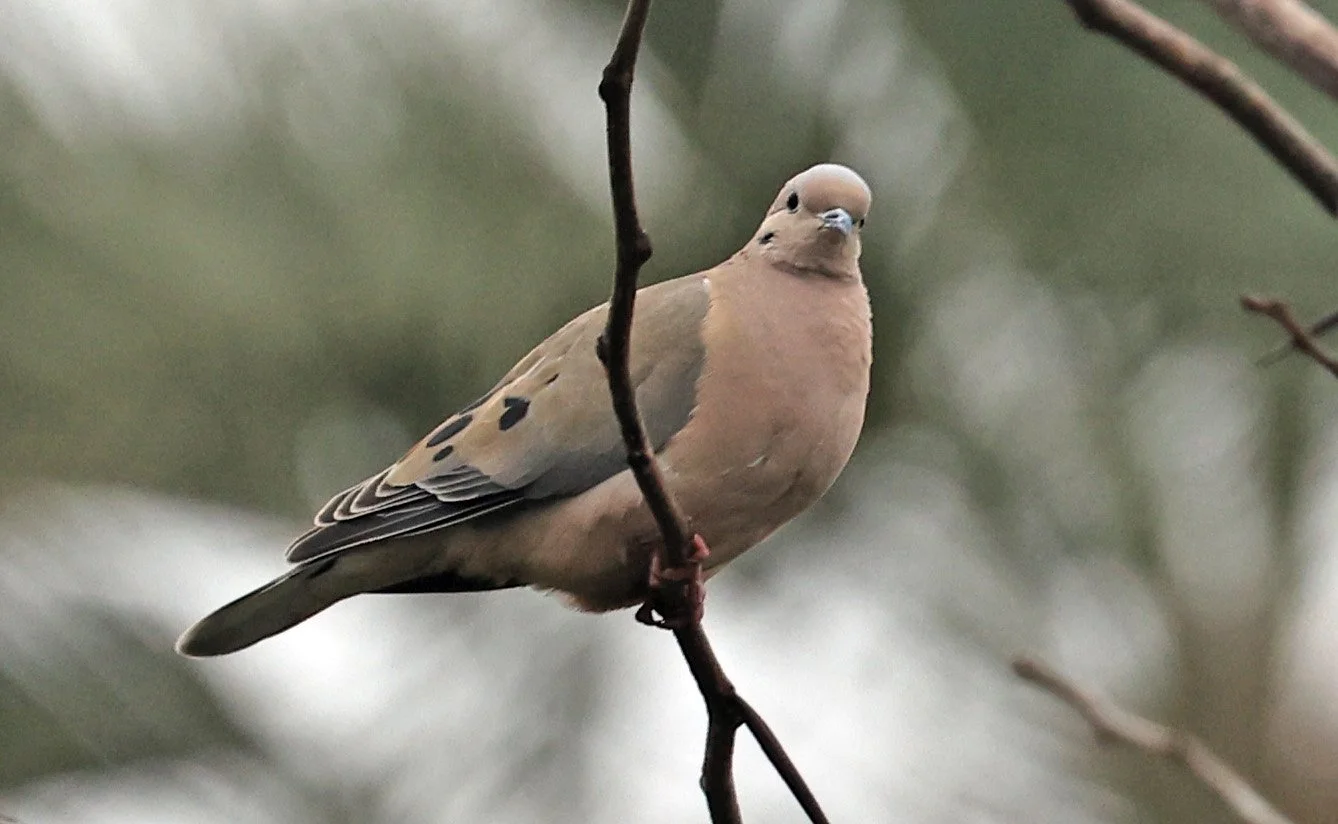 Eared Dove (Zenaida auriculata) El Palmar National Park, Entre Rios, Argentina (8).jpg