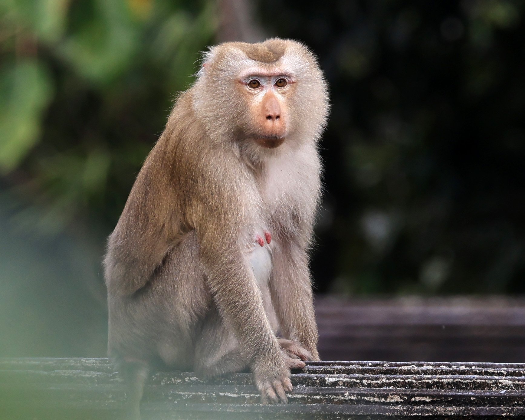 Northern Pig-tailed Macaque (Macaca leonina) Khao Yai National Park Feb 2026 Day 2 (9).jpg