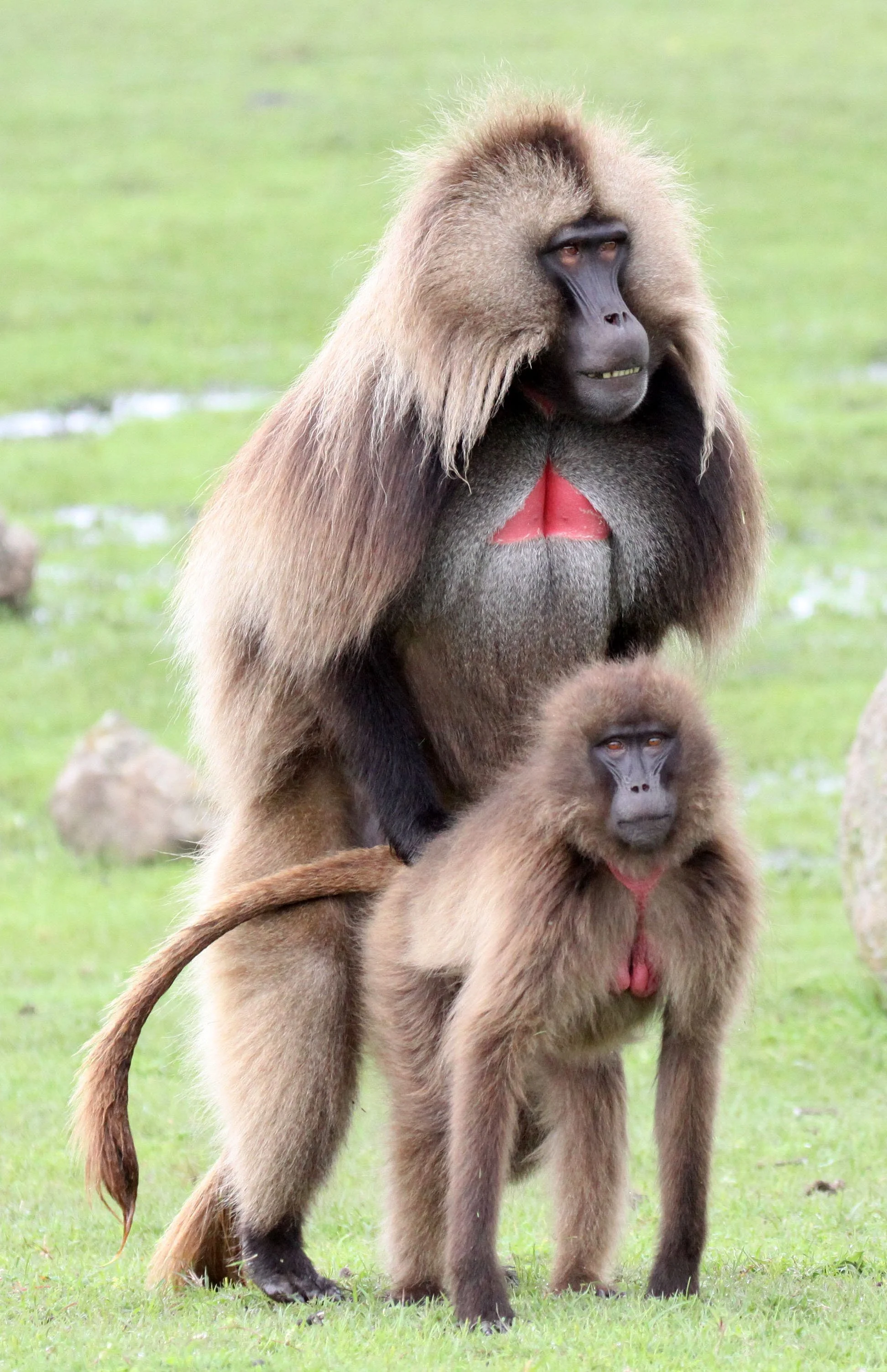 CERCOPITHECIDAE - Theropithecus gelada - GELADA - SIMIEN MOUNTAINS NATIONAL PARK ETHIOPIA (1441).JPG