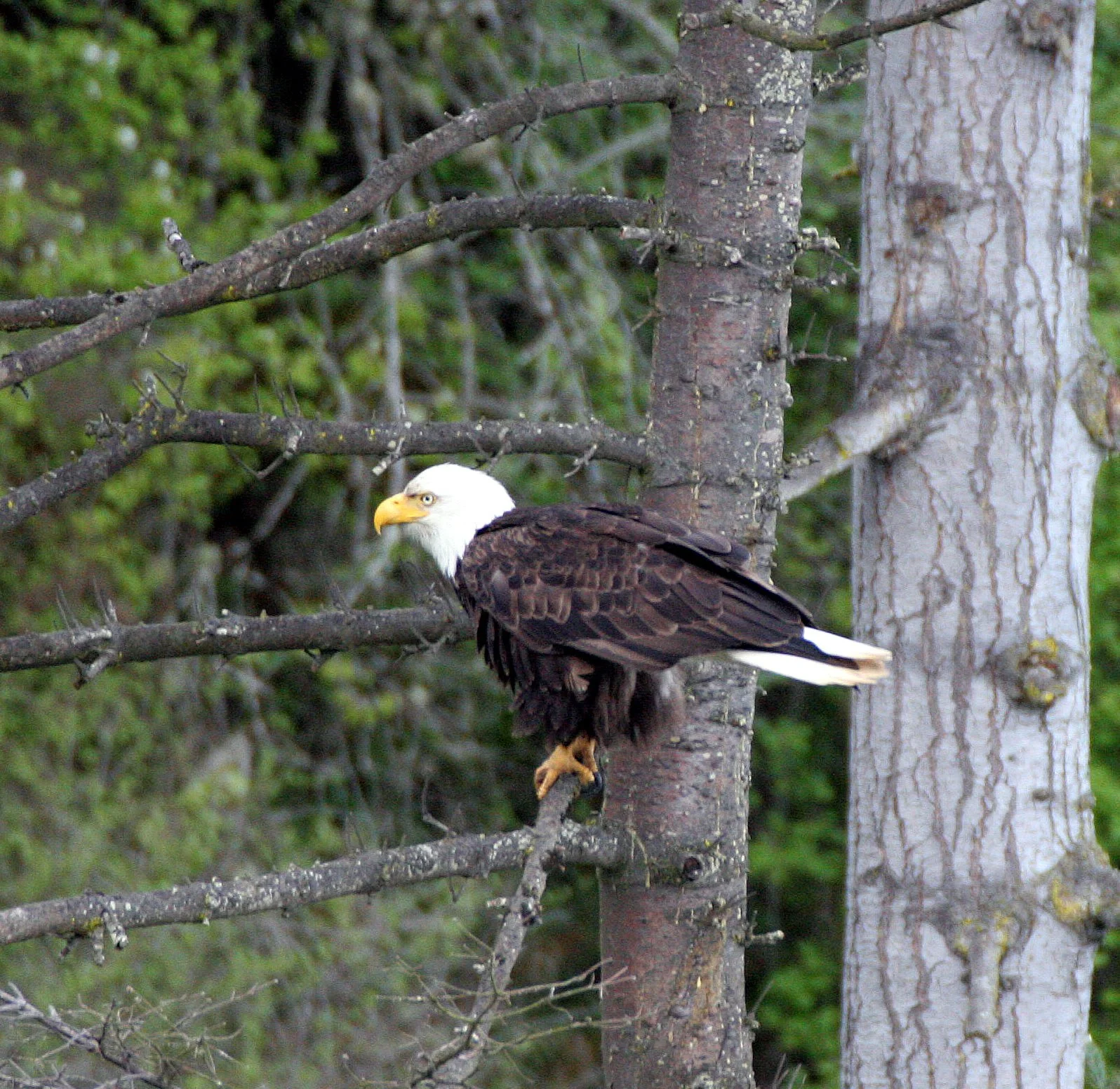 Haliaeetus leucocephalus - AMERICAN BALD EAGLE - LAKE FARM BLUFFS WASHINGTON (307).JPG