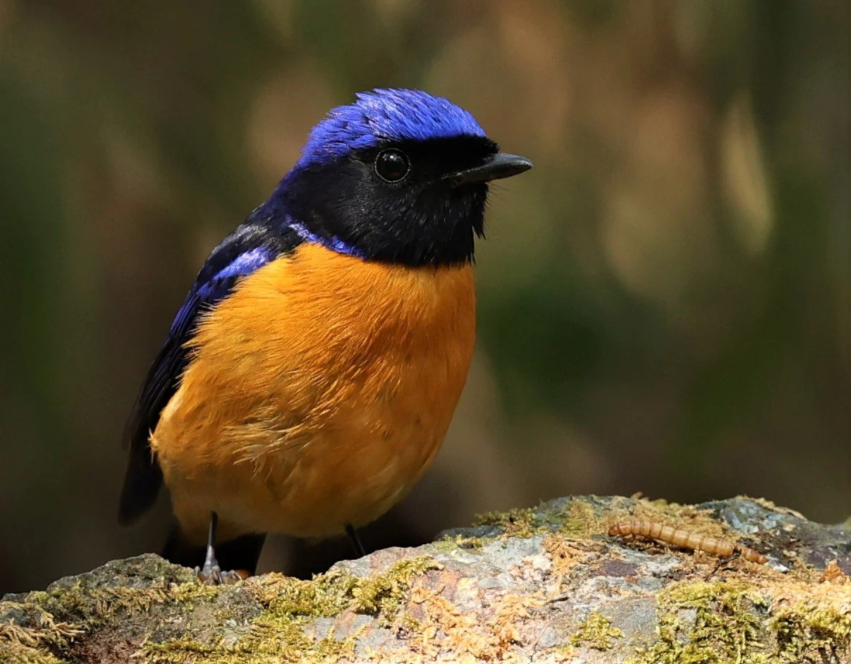 NILTAVA - RUFOUS-BELLIED NILTAVA - Niltava sundar - DOI SAN JU (DOI LANG WEST) FEB 2022 (17).jpg
