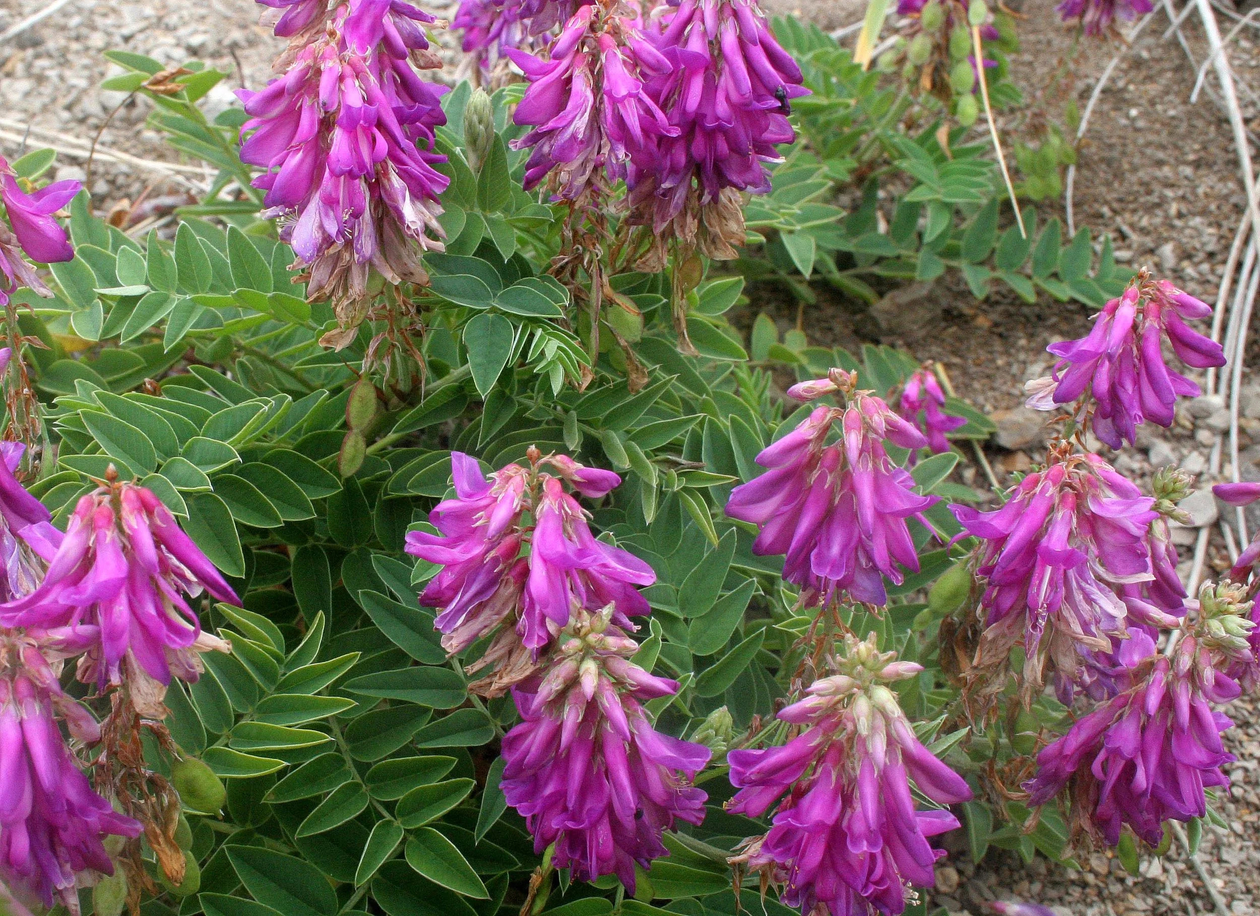 KURIL ISLANDS - FLORA  (78).jpg