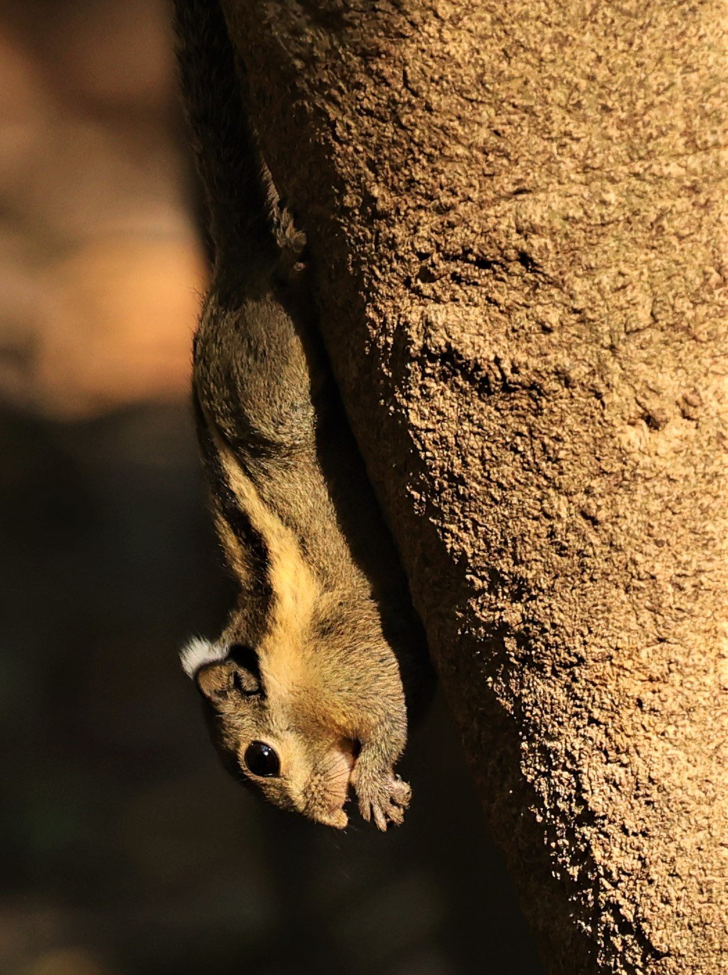 Tamiops mcclellandii - WESTERN STRIPED SQUIRREL - LUNG SIN HIDE NEAR KAENG KRACHAN FEB 2022 (2).jpg