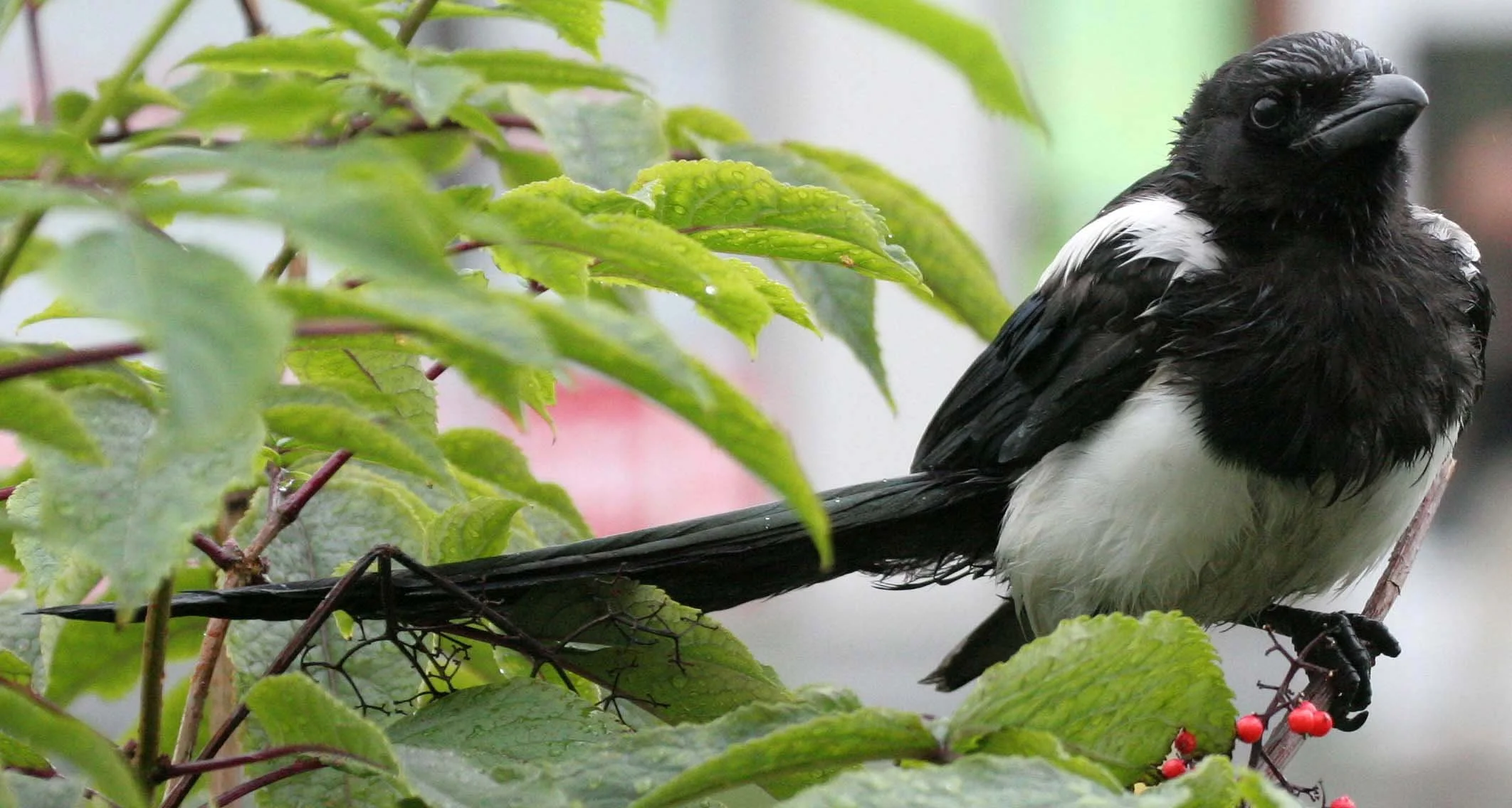 BIRD - MAGPIE - BLACK-BILLED -  (9).jpg