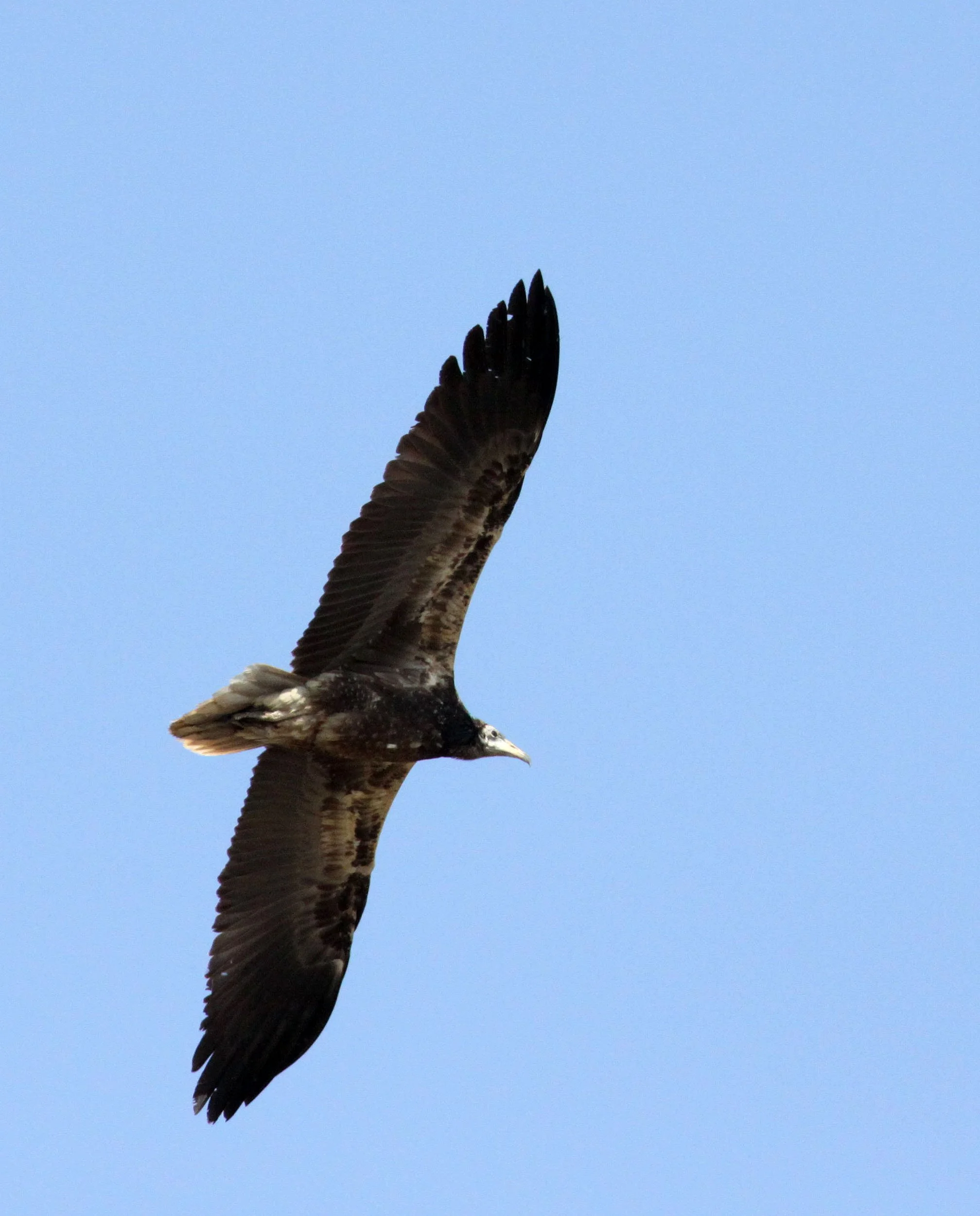 Gyps fulvus - GRIFFON (EUROPEAN GRIFFON) VULTURE - NEAR AHMEDABAD GUJARAT INDIA (10).JPG