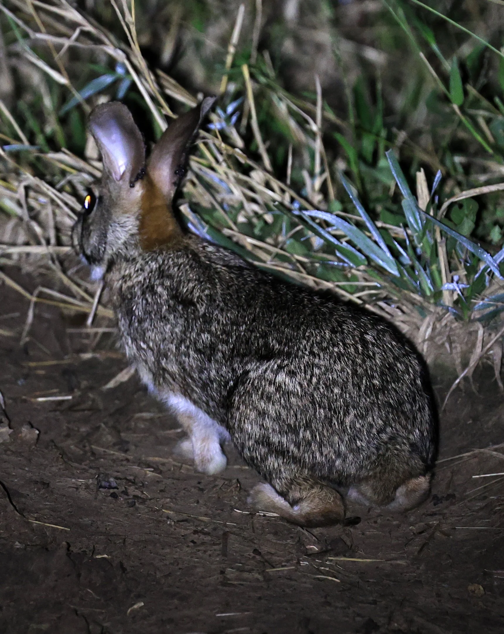 Tapeti (Sylvilagus brasiliensis) Chaco Lodge & Laguna Salada Paraguay (6).jpg