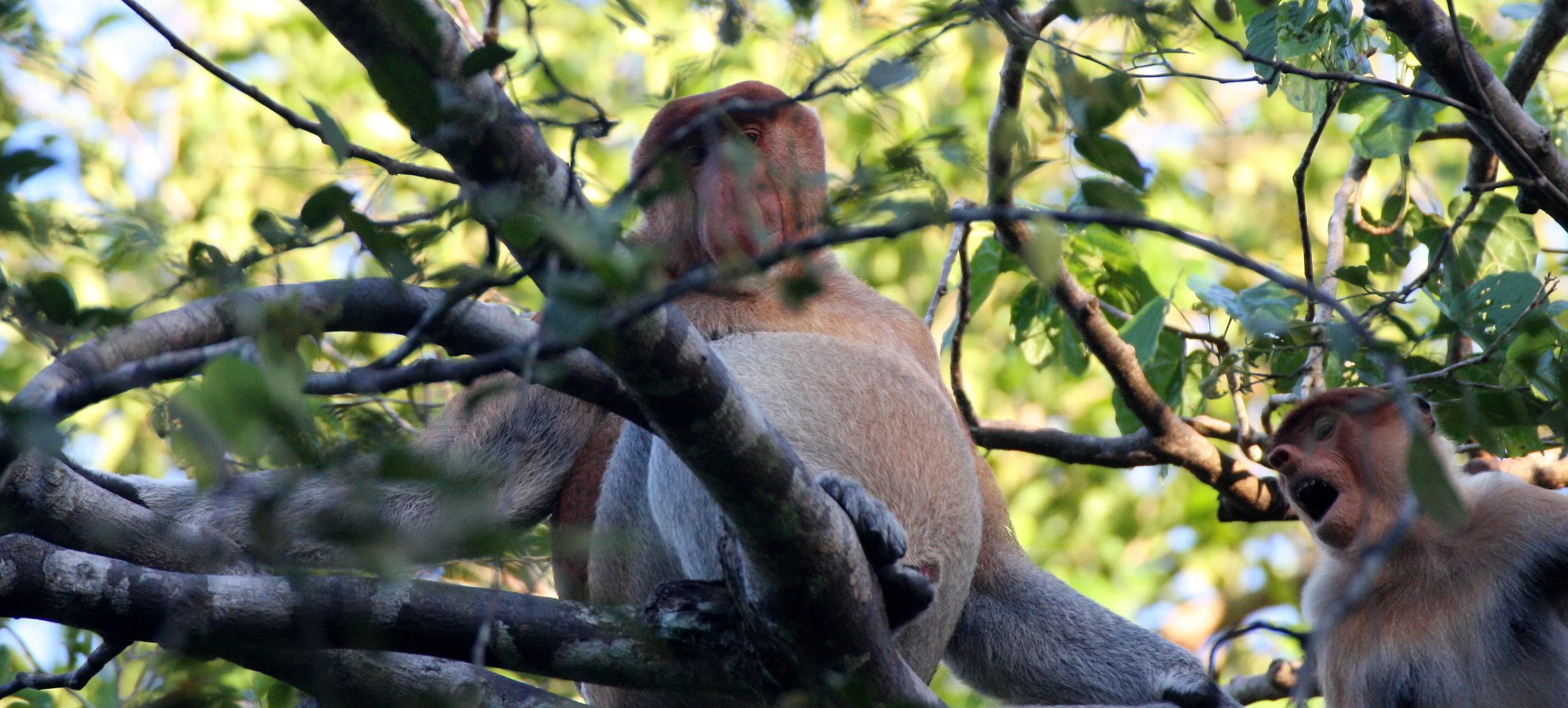 CERCOPITHECIDAE - Nasalis larvatus -PROBOSCIS MONKEY TROOP - KINABATANGAN RIVER BORNEO  (34).JPG