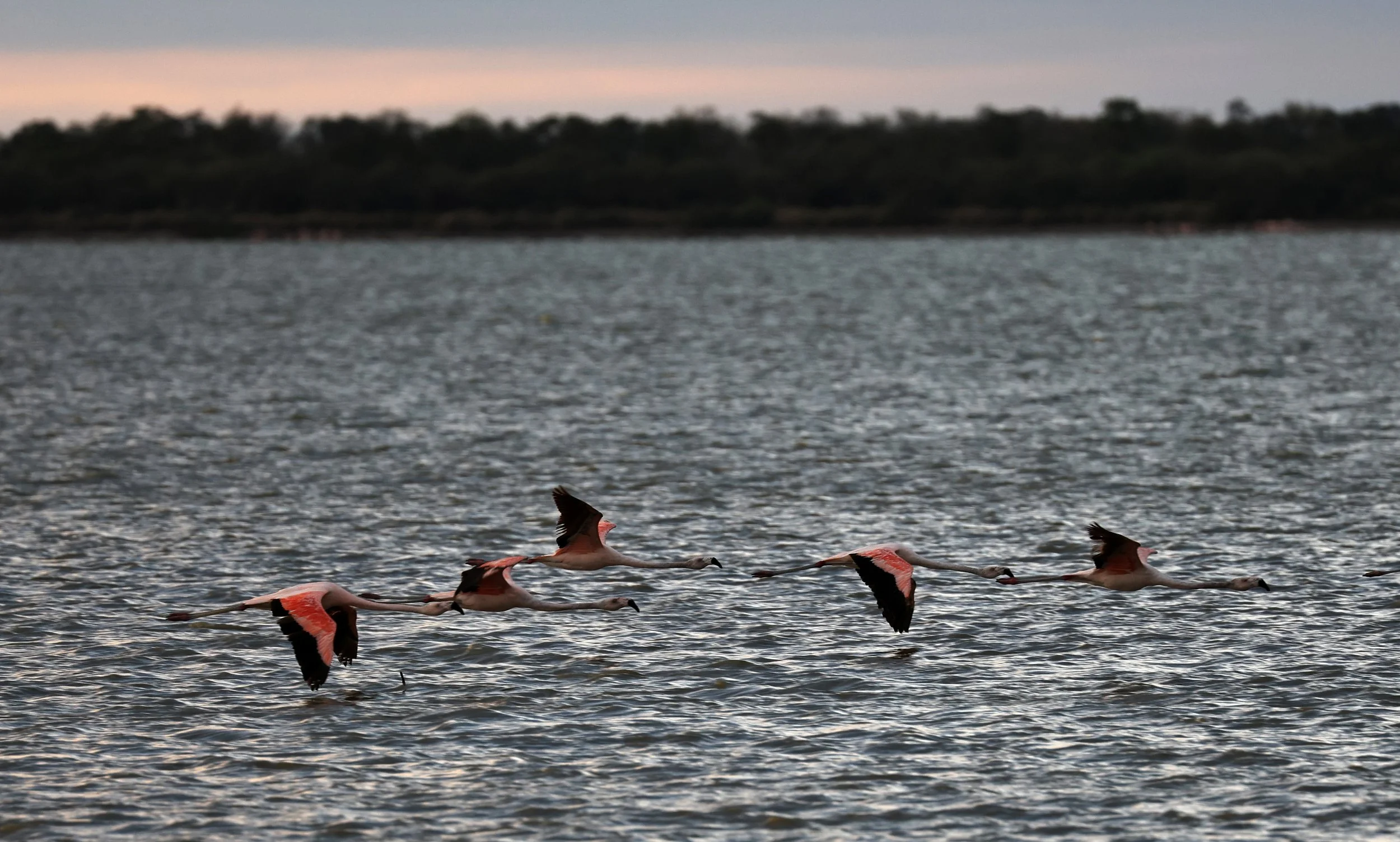 Chilean Flamingo (Phoenicopterus chilensis) Chaco Lodge & Laguna Salada Paraguay (70).jpg