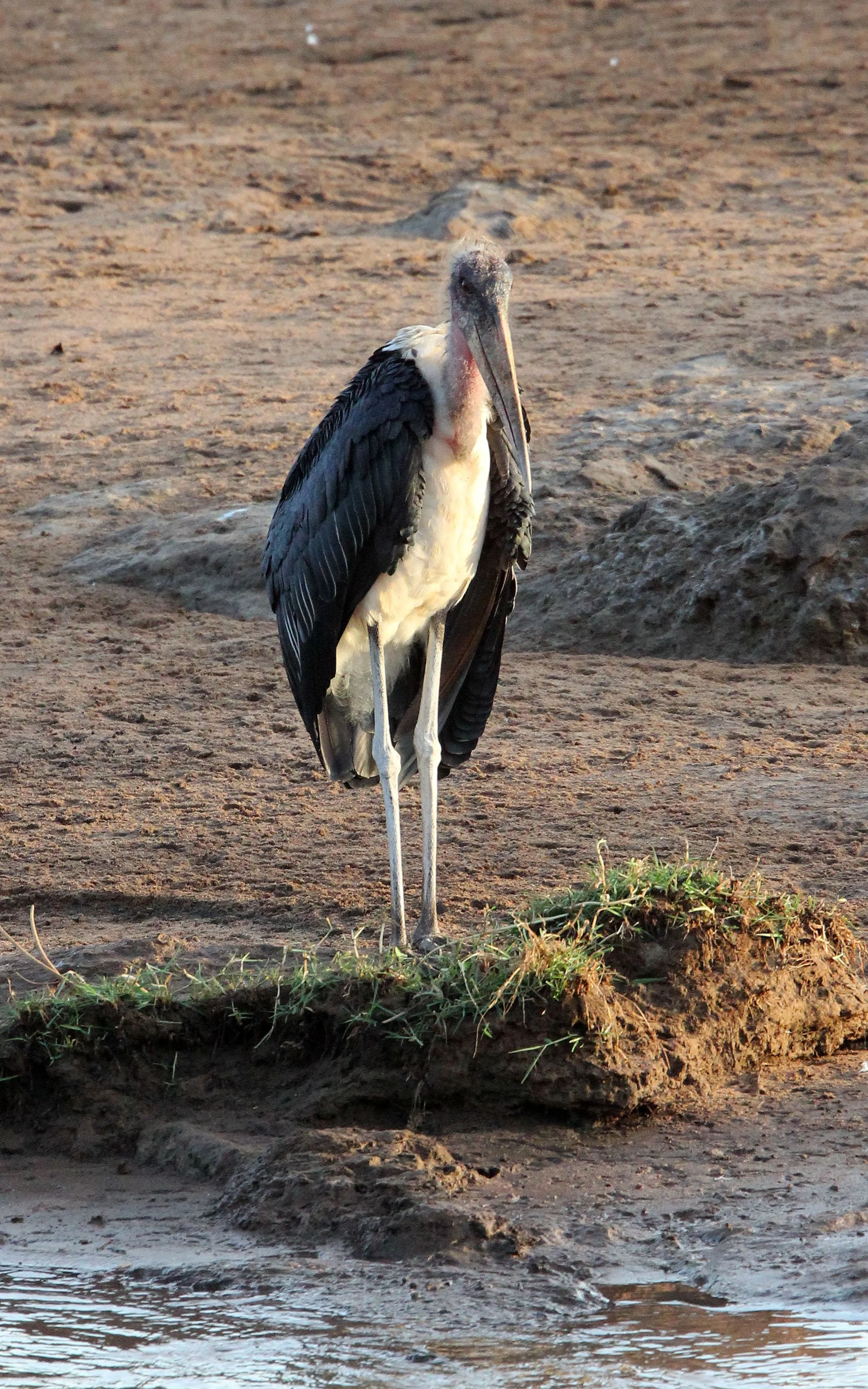 STORK - MARABOU STORK - Leptoptilos crumenifer - SAMBURU NATIONAL PARK KENYA (4).JPG