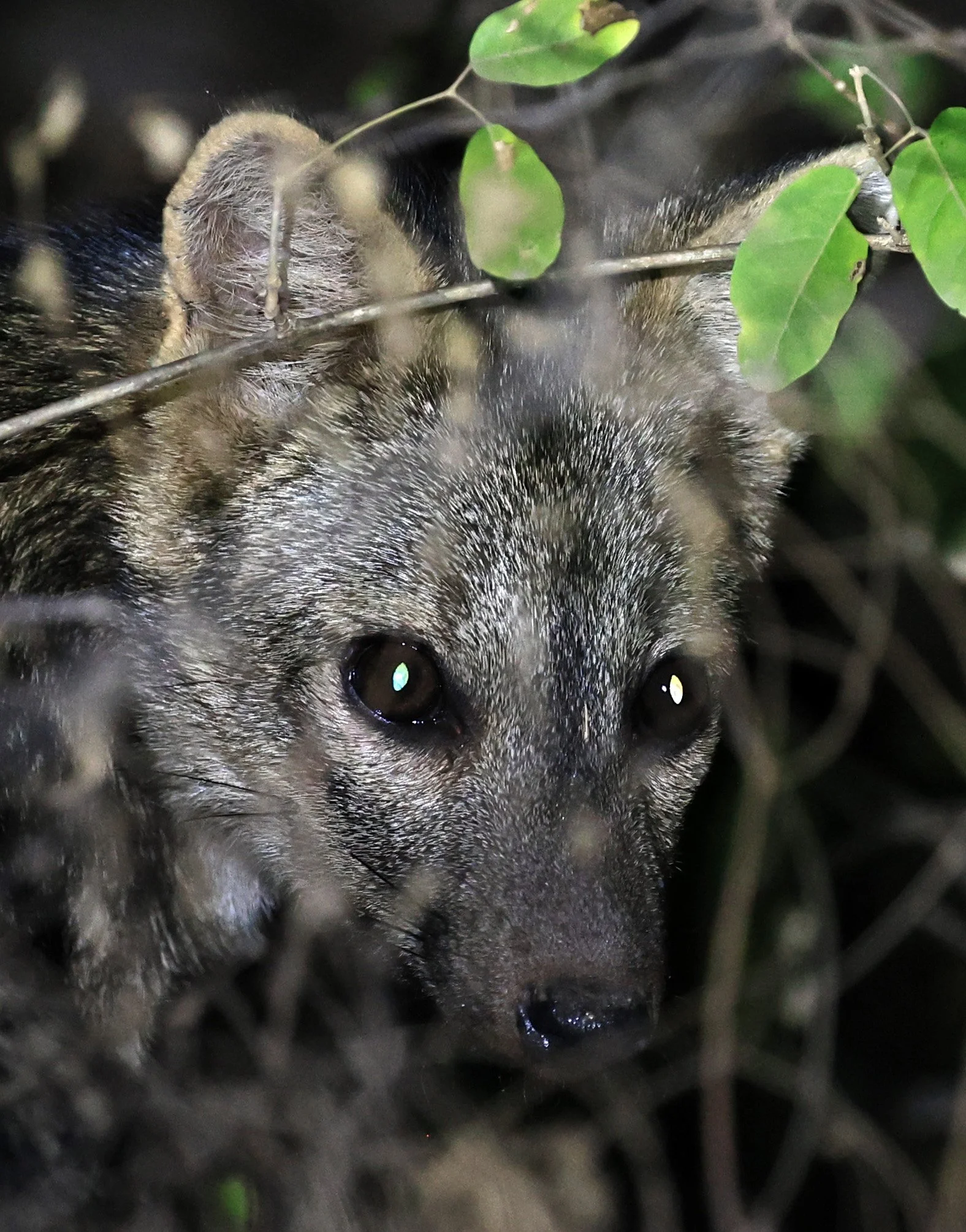 Crab-eating Fox (Cerdocyon thous) Agua Dulce Paraguay (55).jpg