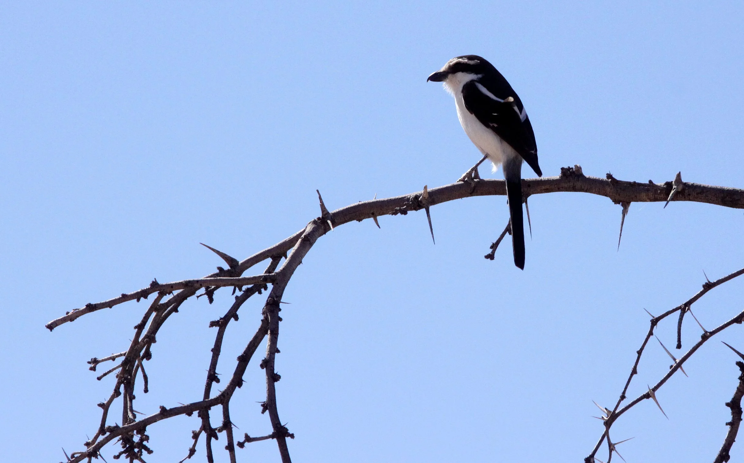 Common Fiscal Shrike (Lanius collaris) Kgalagadi NP South Africa (6).JPG