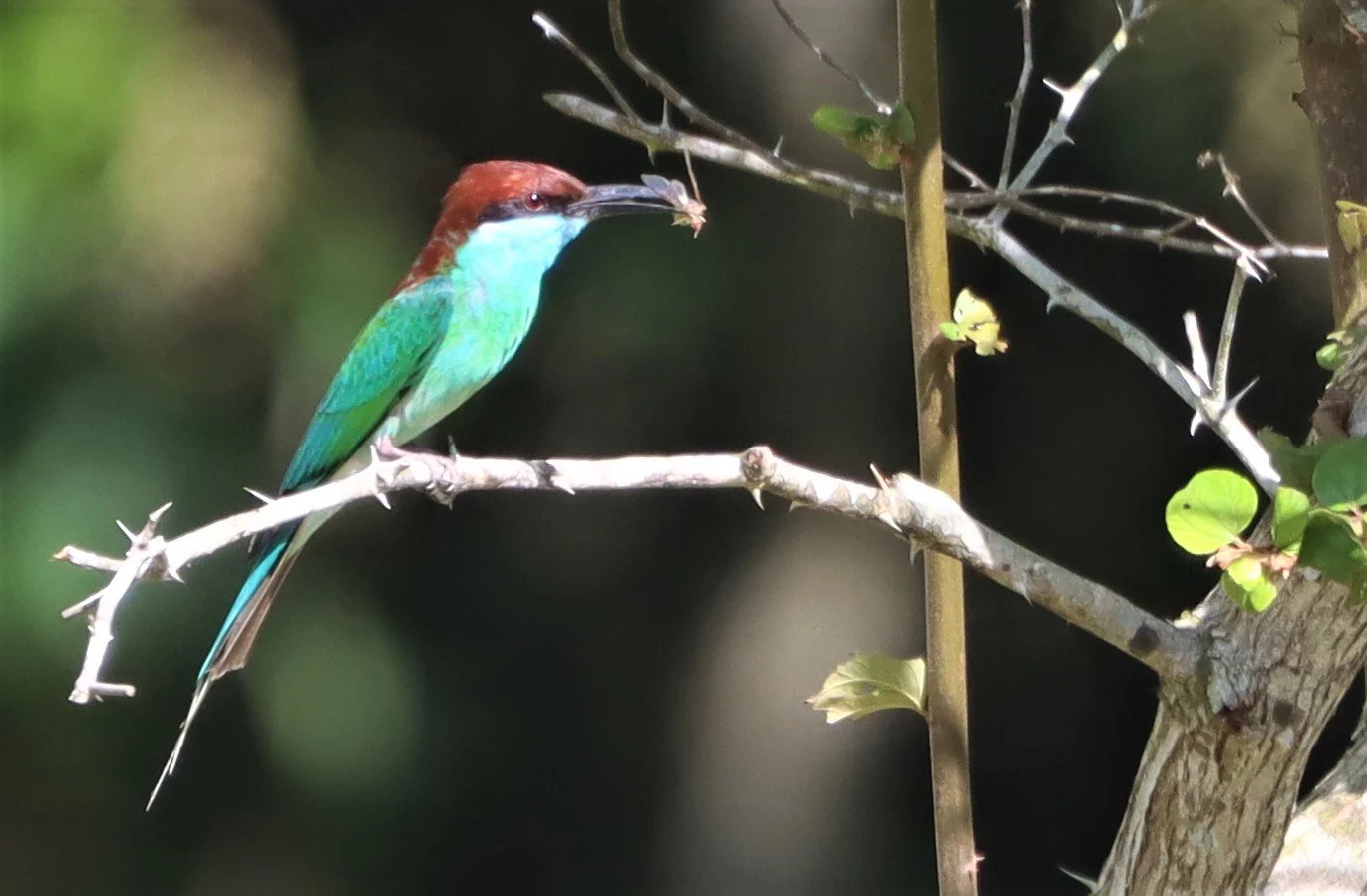 BEE-EATER - BLUE-THROATED BEE-EATER - Merops viridis - Khao Mai Kaeo, Bang Lamung District, Chon Buri (16).jpg