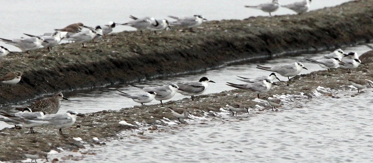 BIRD - TERN - BLACK-NAPED & COMMON TERNS - PETCHABURI PROVINCE, PAK THALE (4).JPG