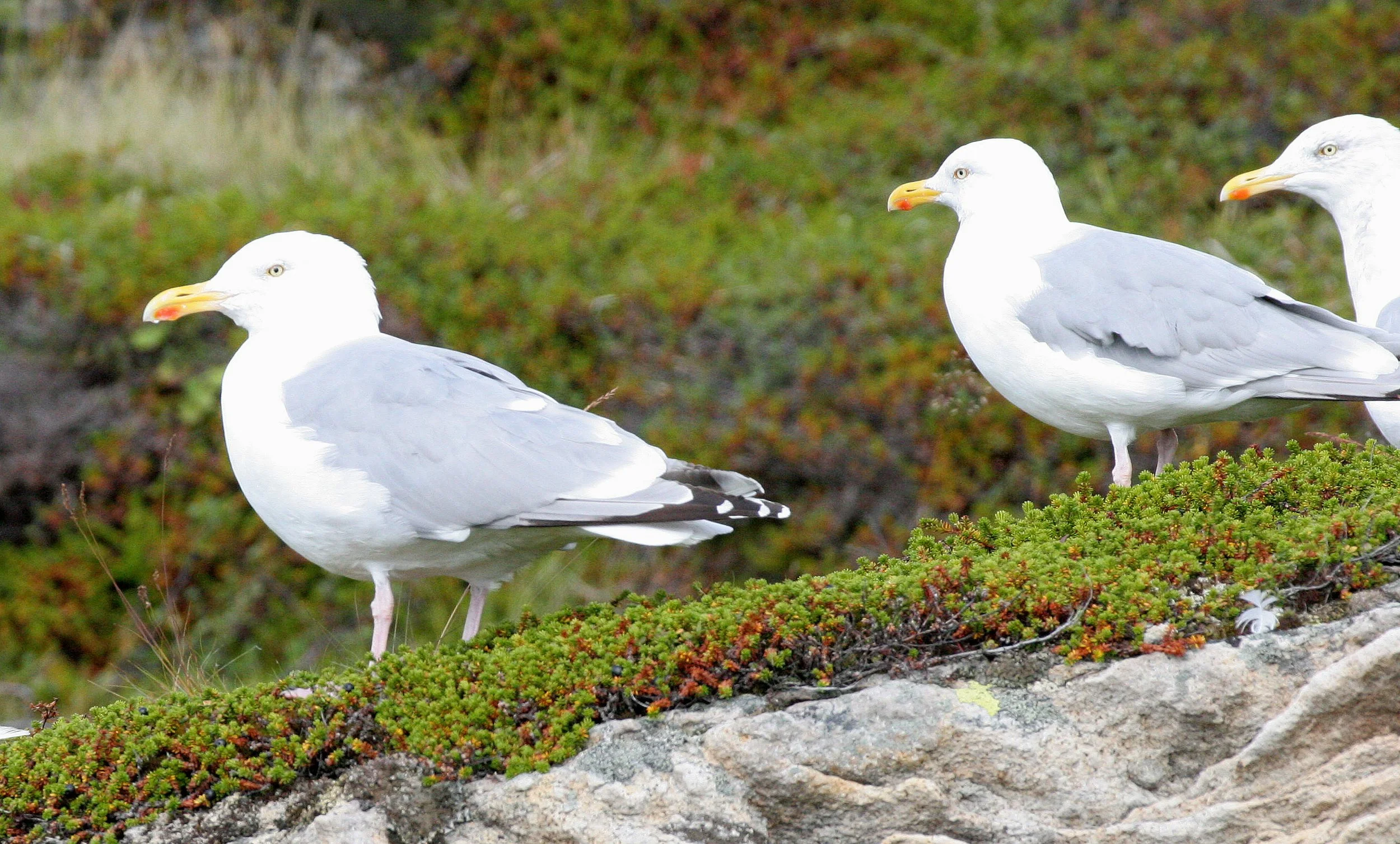 BIRD - GULL - HERRING GULL - NORWAY COAST NEAR VARDO.jpg
