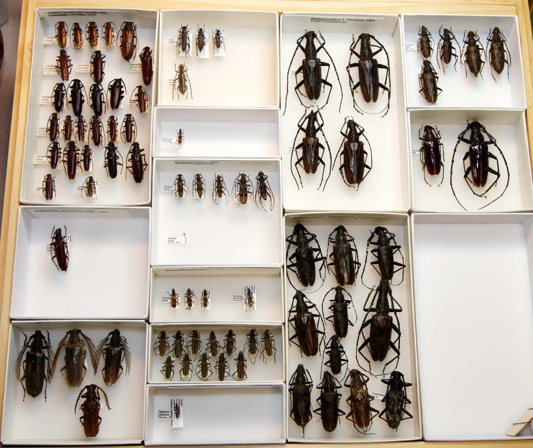 10 Cerambycinae - Cerambycini 2.JPG