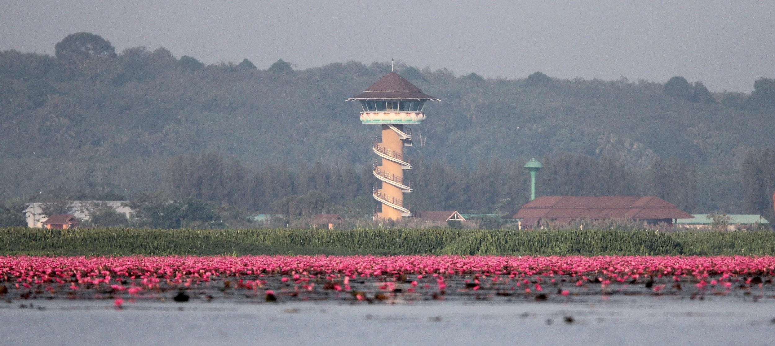 2018 Thale Noi Bird Sanctuary Patthalung (41).JPG