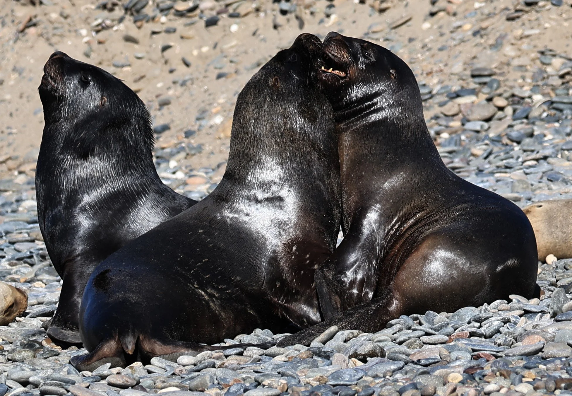 South American Sea Lion (Otaria flavescens) Puerto Rawson Argentina (42).jpg