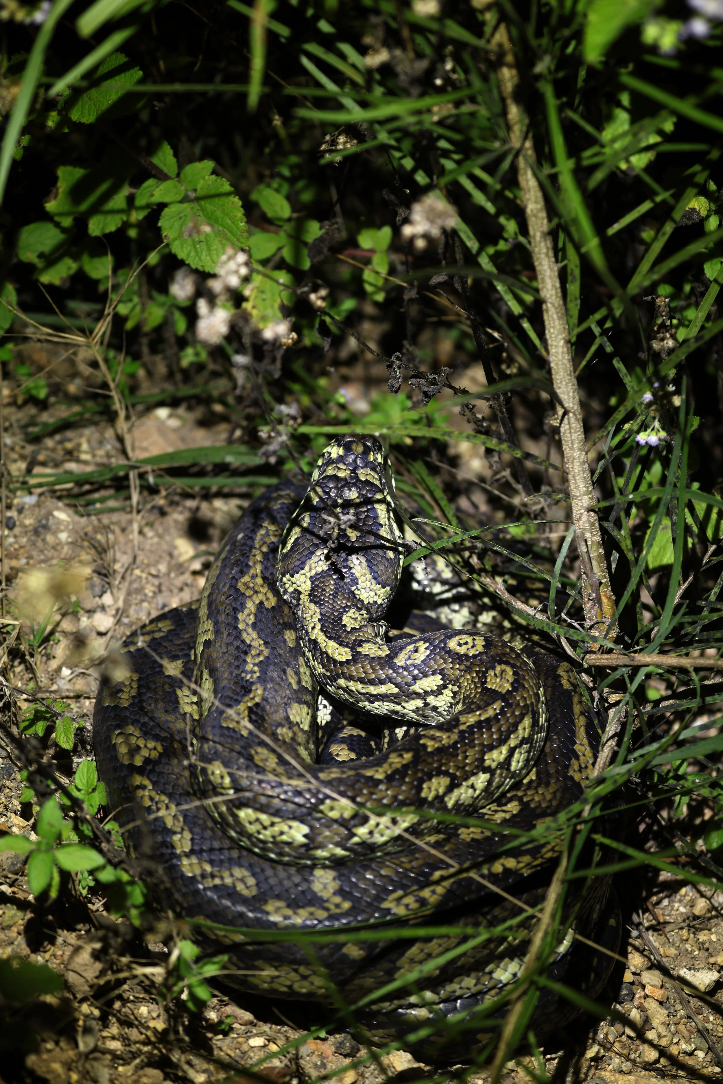 Carpet Python (Morelia spilota) Mount Hypipamee Crater NP & Vicinity - Queensland (21).jpg