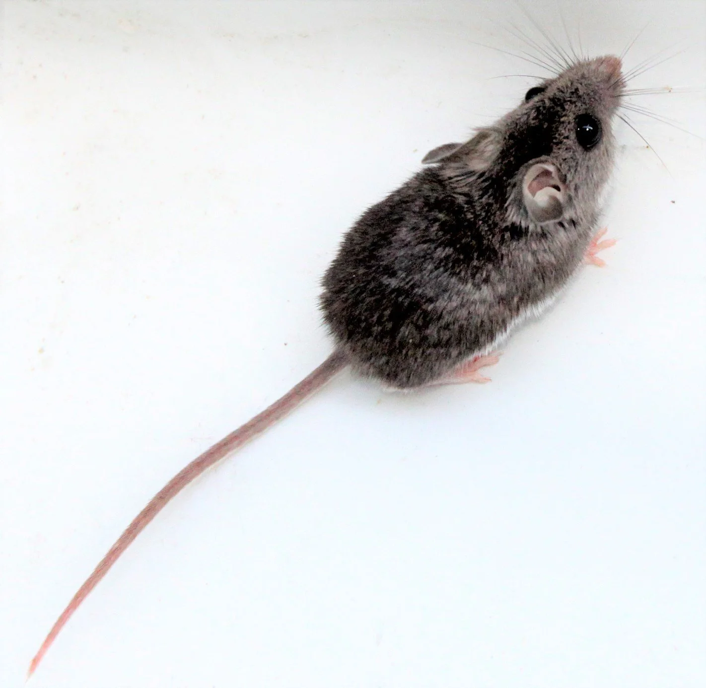 Keen’s or Northwestern Deer Mouse (Peromyscus keeni) Washington