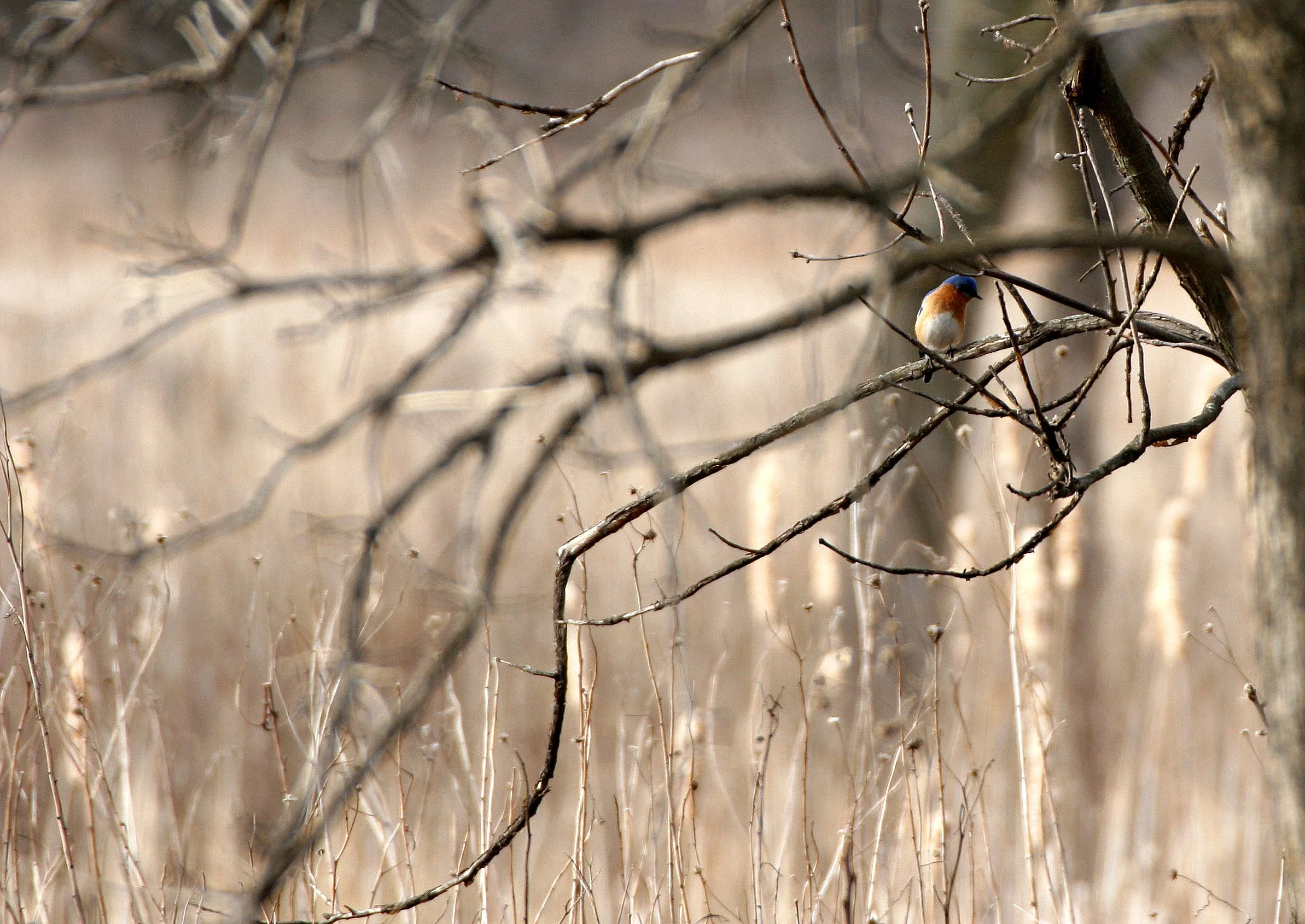 Eastern Bluebird (Sialia sialis) Lincoln Marsh Wheaton Illinois (44).JPG
