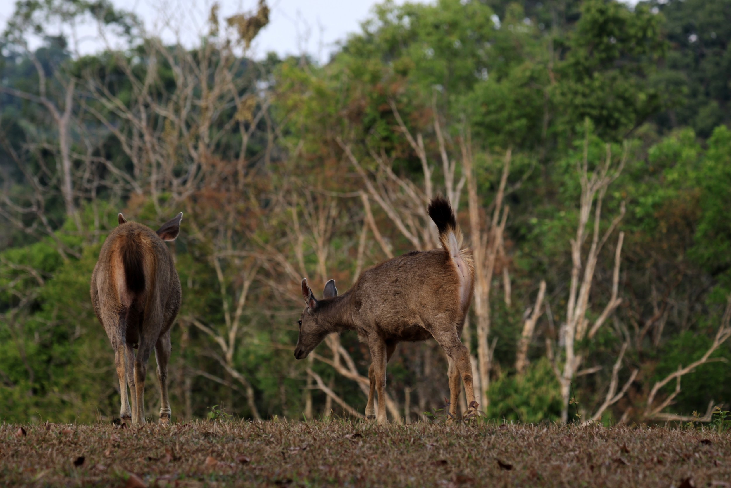 Indochinese Sambar (Rusa unicolor cambojensis) Khao Yai National Park Feb 2026 Day 3 (8).jpg
