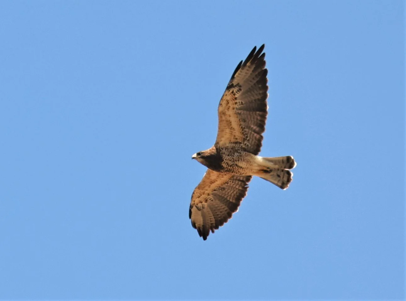 Buteo swainsoni - SWAINSON'S HAWK - SOUTH CENTRAL IDAHO MIDDLE OF NOWHERE (8).jpg