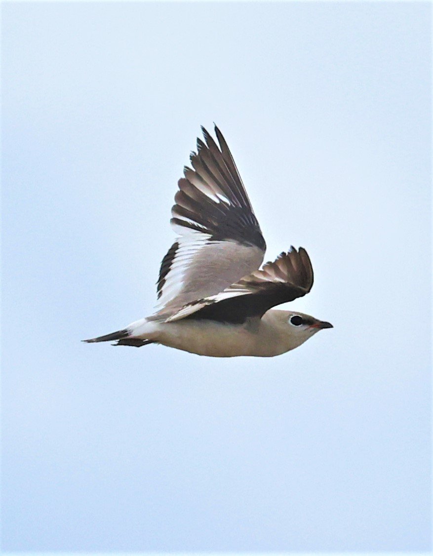 PRATINCOLE - SMALL PRATINCOLE - Glareola lactea - BANG KHAEM NAKHON PATHOM JUNE 3 2022 (49).jpg