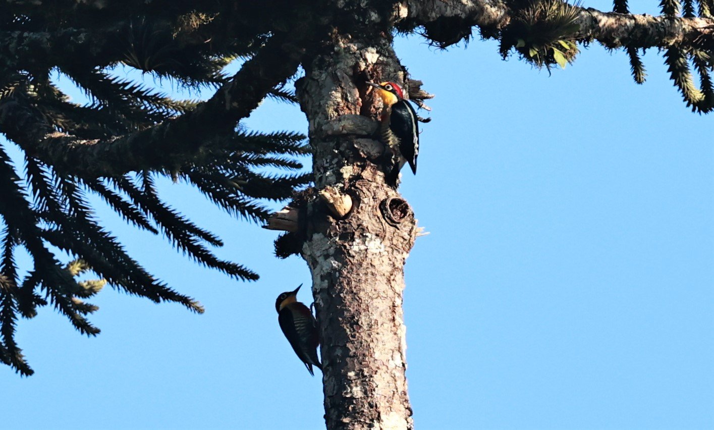 Woodpecker - Yellow-fronted Woodpecker - Melanerpes flavifrons - Carlos Botelho State Park, Sao Paulo State Brazil (8).jpg