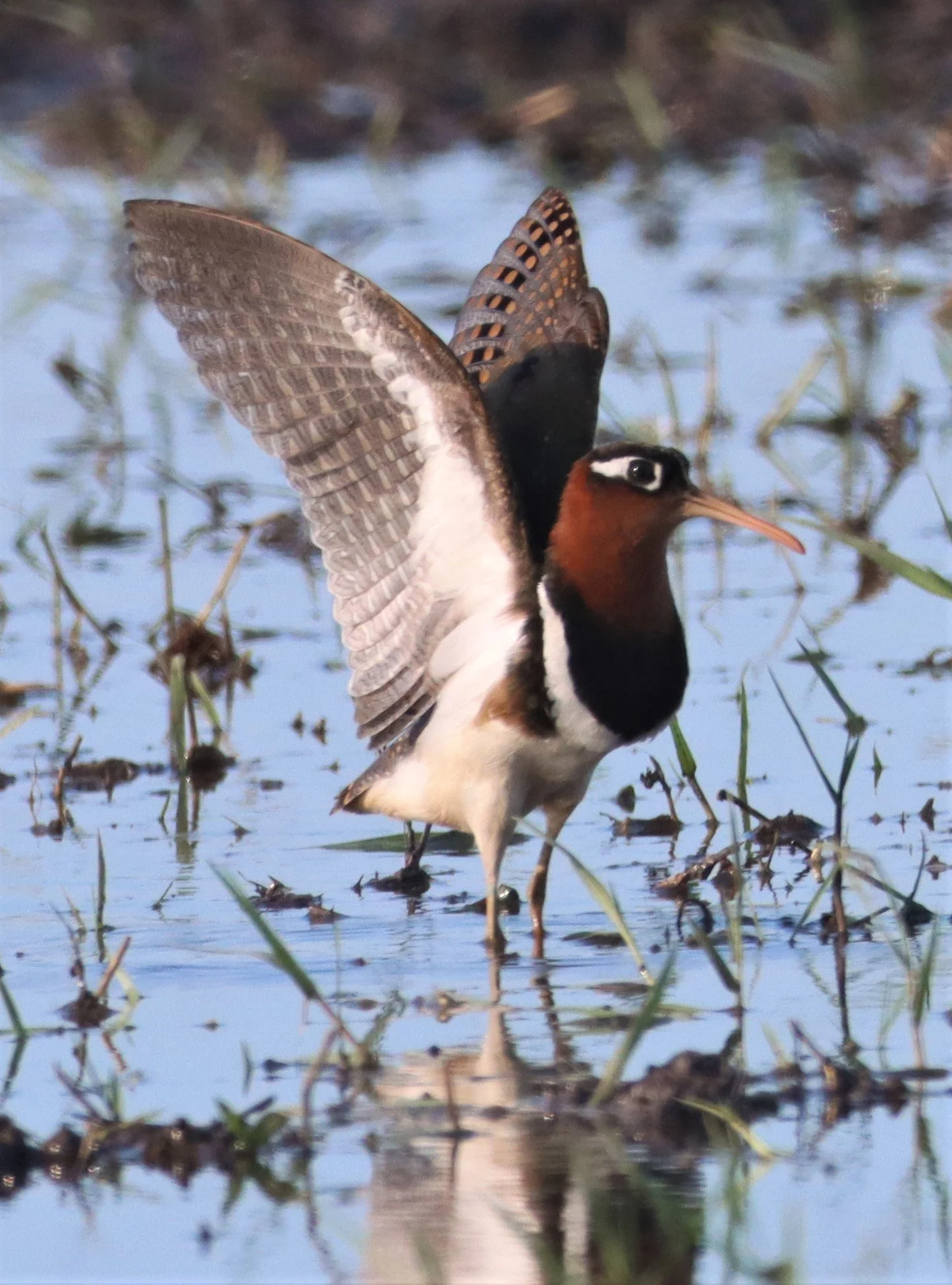 SNIPE - GREATER PAINTED SNIPE - Rostratula benghalensis - PATHUM THANI RICE RESEARCH CENTER (106).JPG