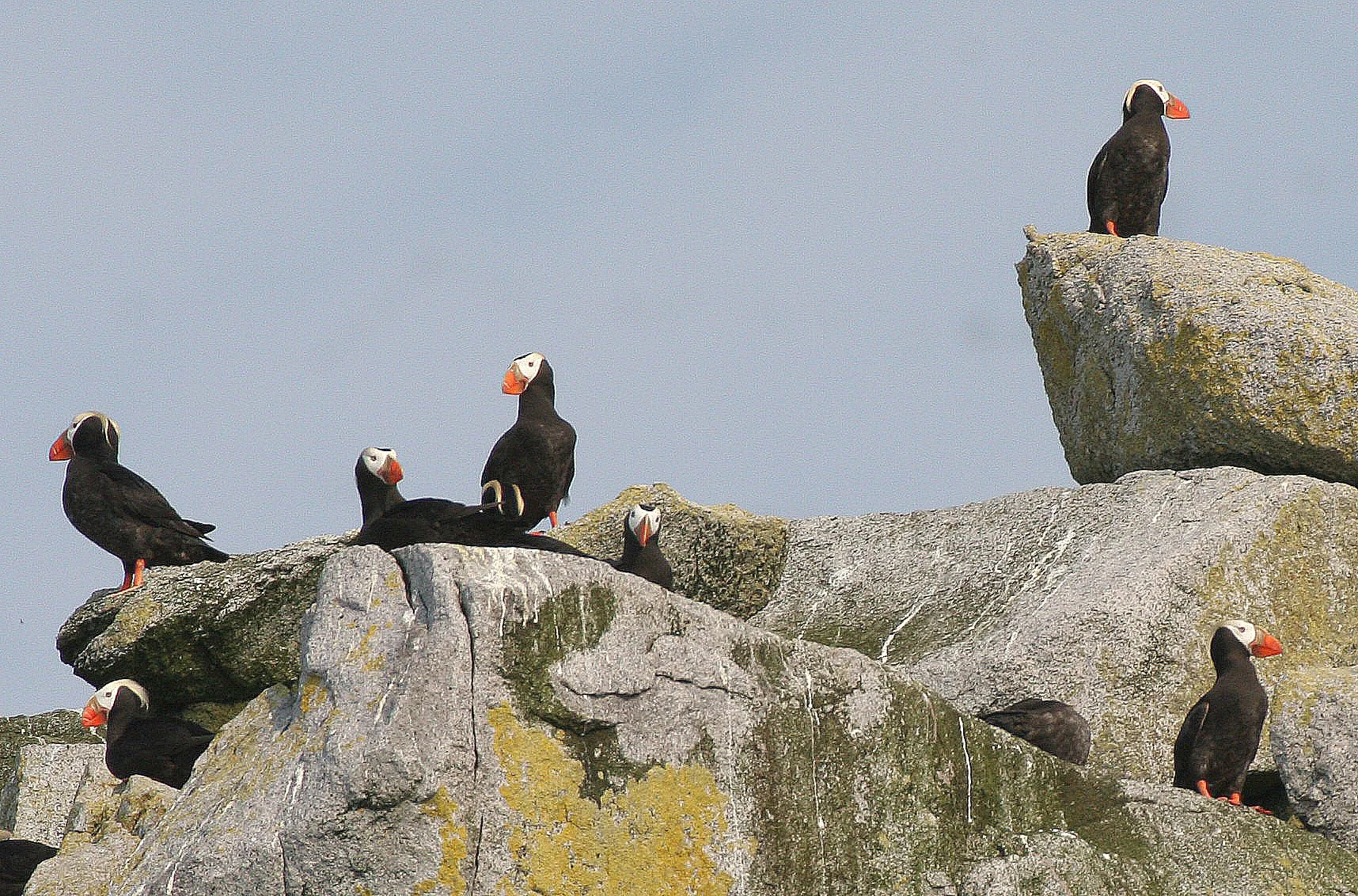 Fratercula cirrhata - TUFTED PUFFIN - COMMANDERS (2).jpg