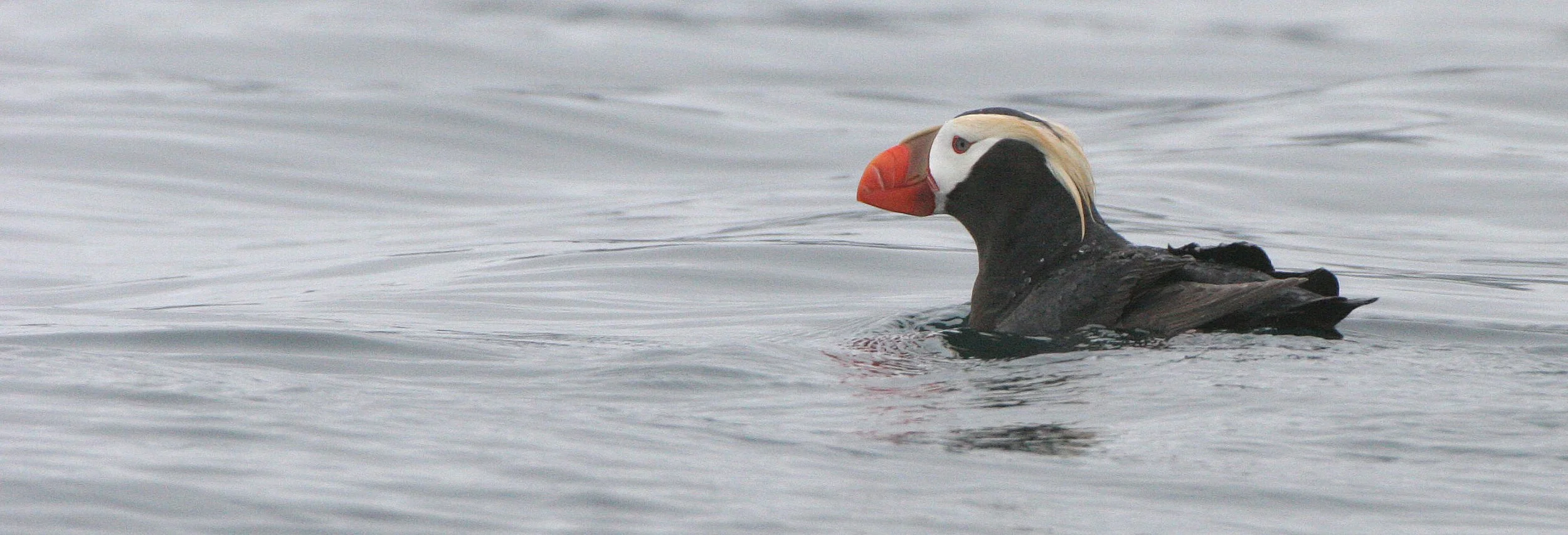 Fratercula cirrhata - TUFTED PUFFIN - COAST OF KAMCHATKA (58).jpg