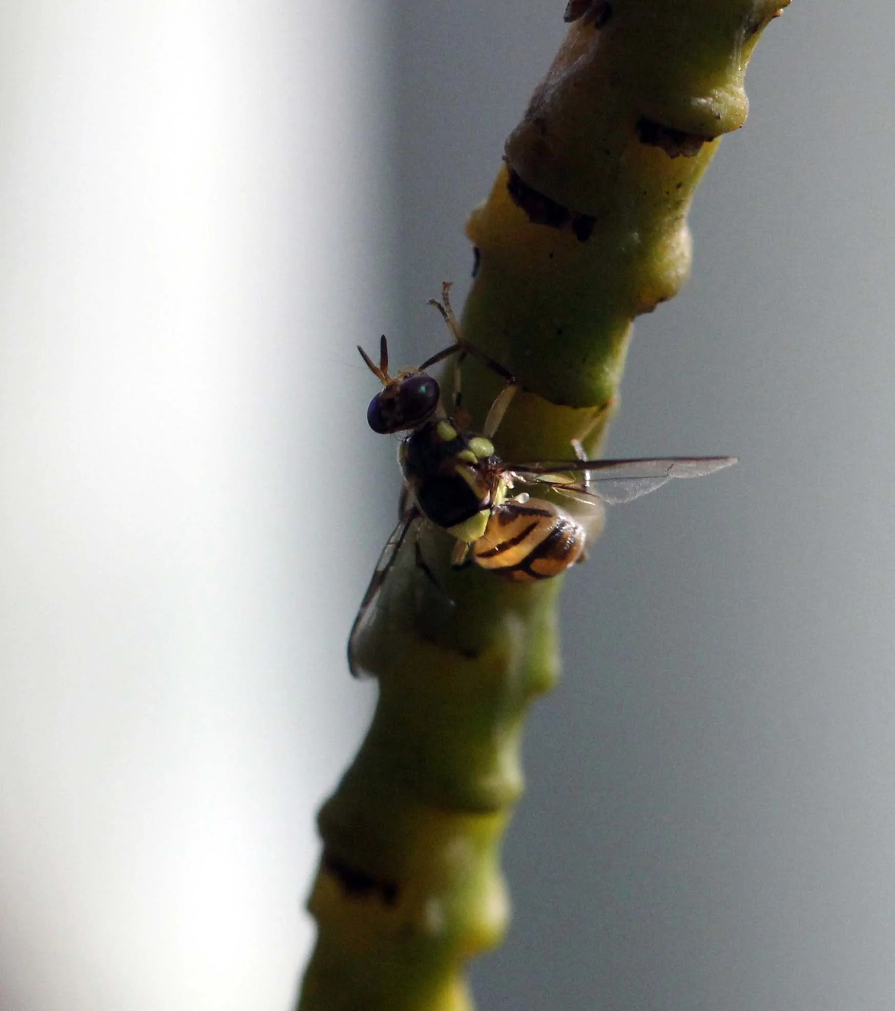 2013 in Nakhonsithammarat and some Krabi with Family (48).JPG