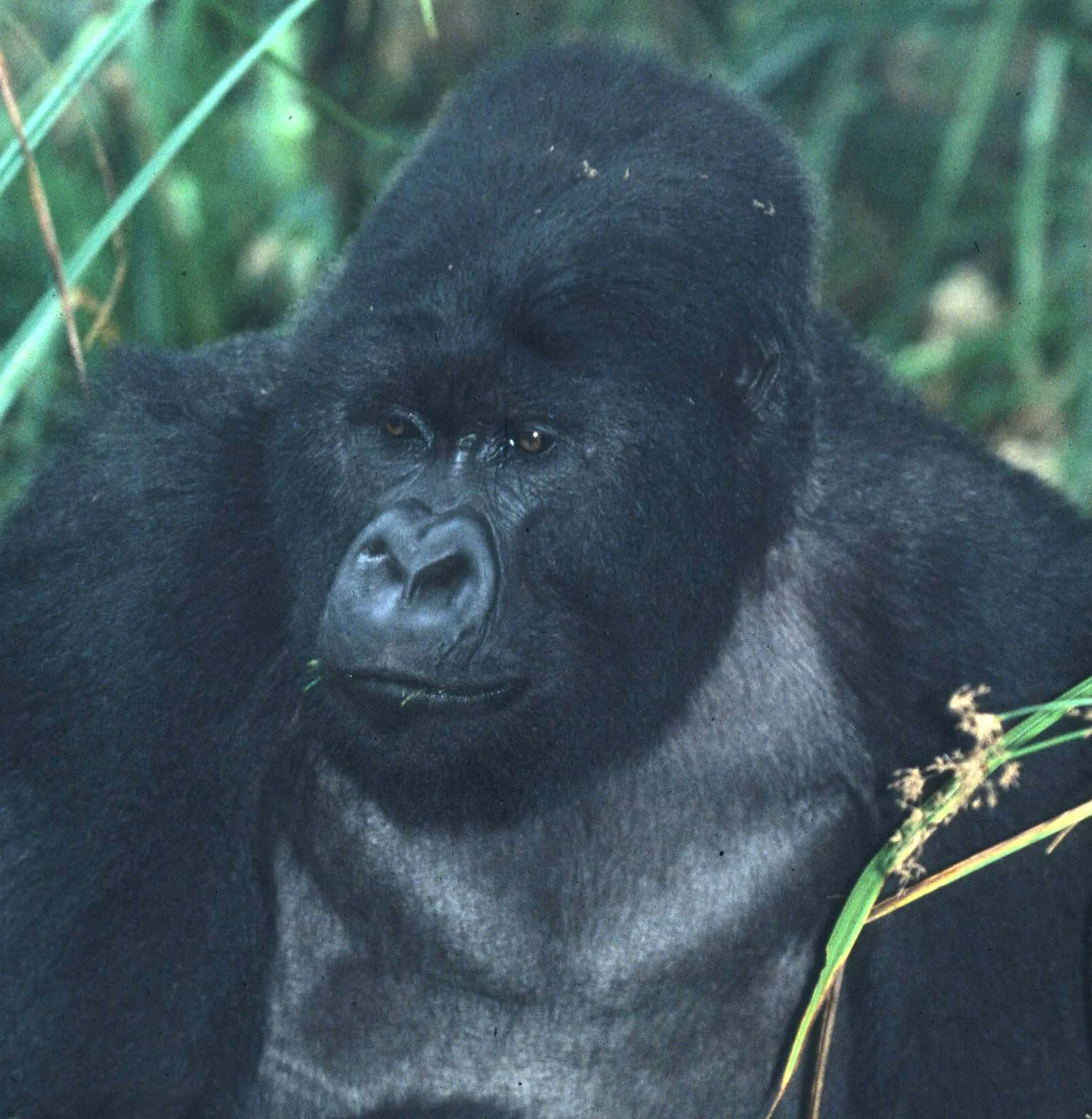 PRIMATE - GORILLA-RWANDA PARC DU VULCANS (42).jpg