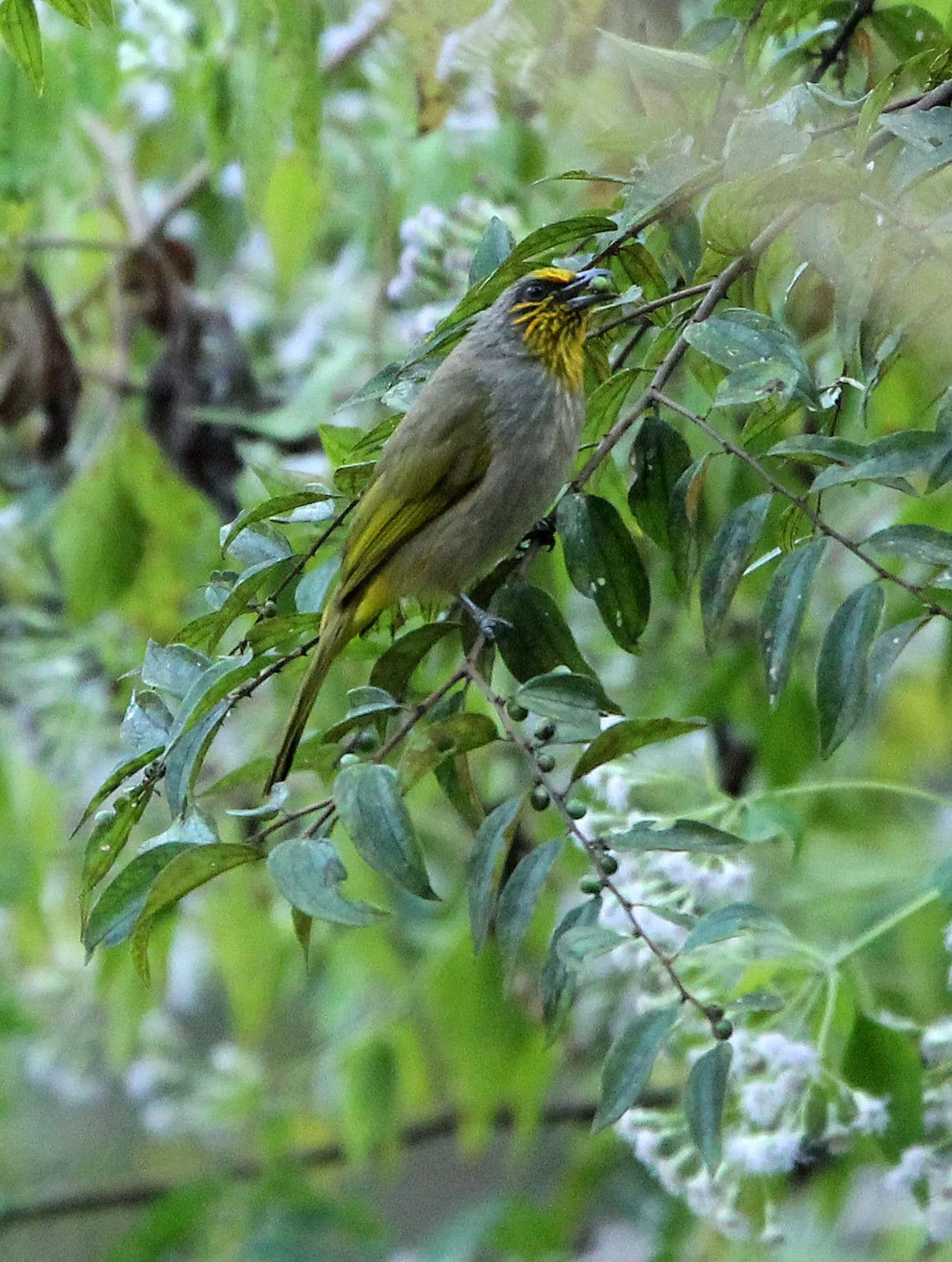 BULBUL - STRIPE-THROATED BULBUL - Pycnonotus finlaysoni -  KAENG KRACHAN NP THAILAND (4).JPG