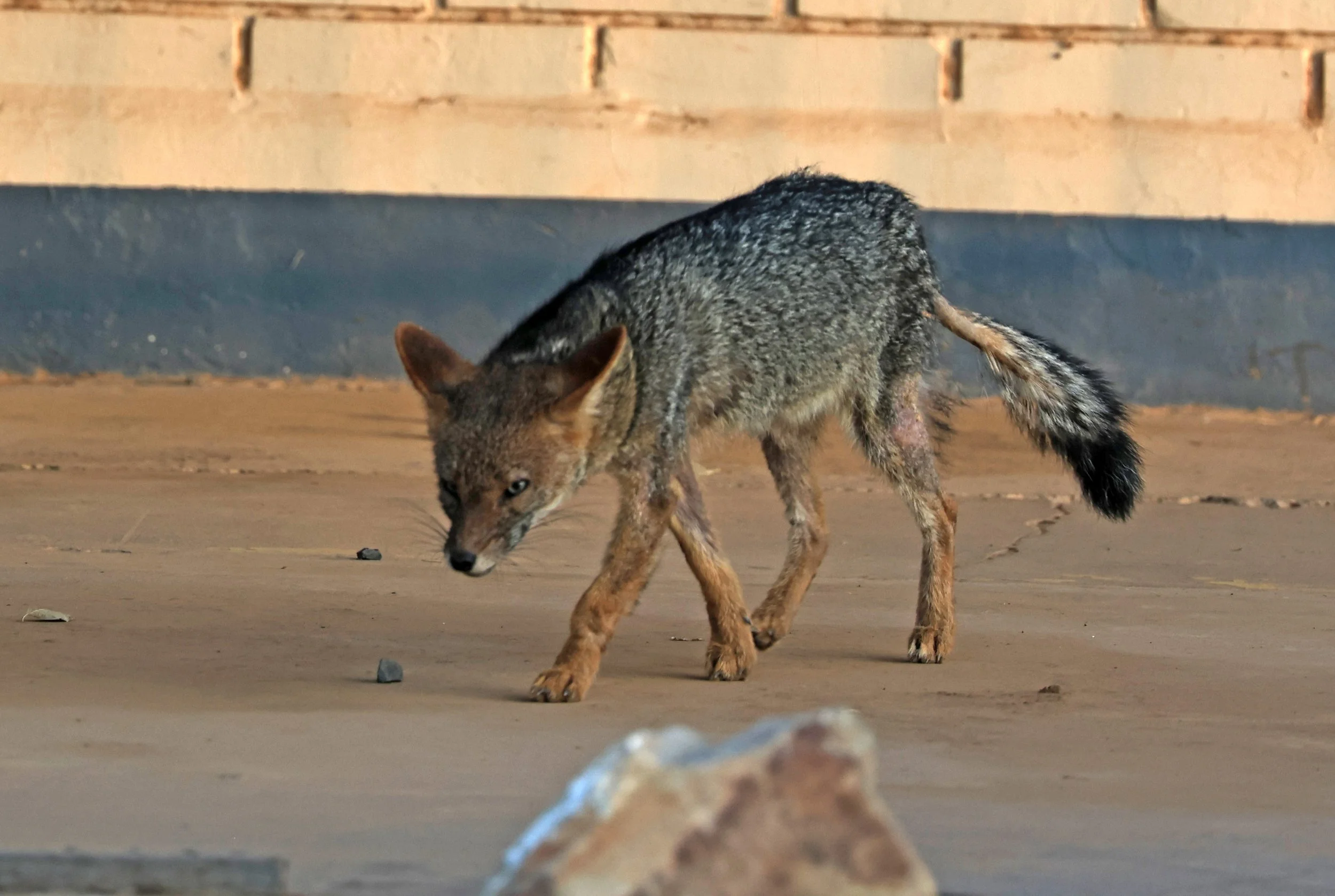 Pampas Fox (Lycalopex gymnocercus) Neuland Mennonite Colony Paraguay (3).jpg
